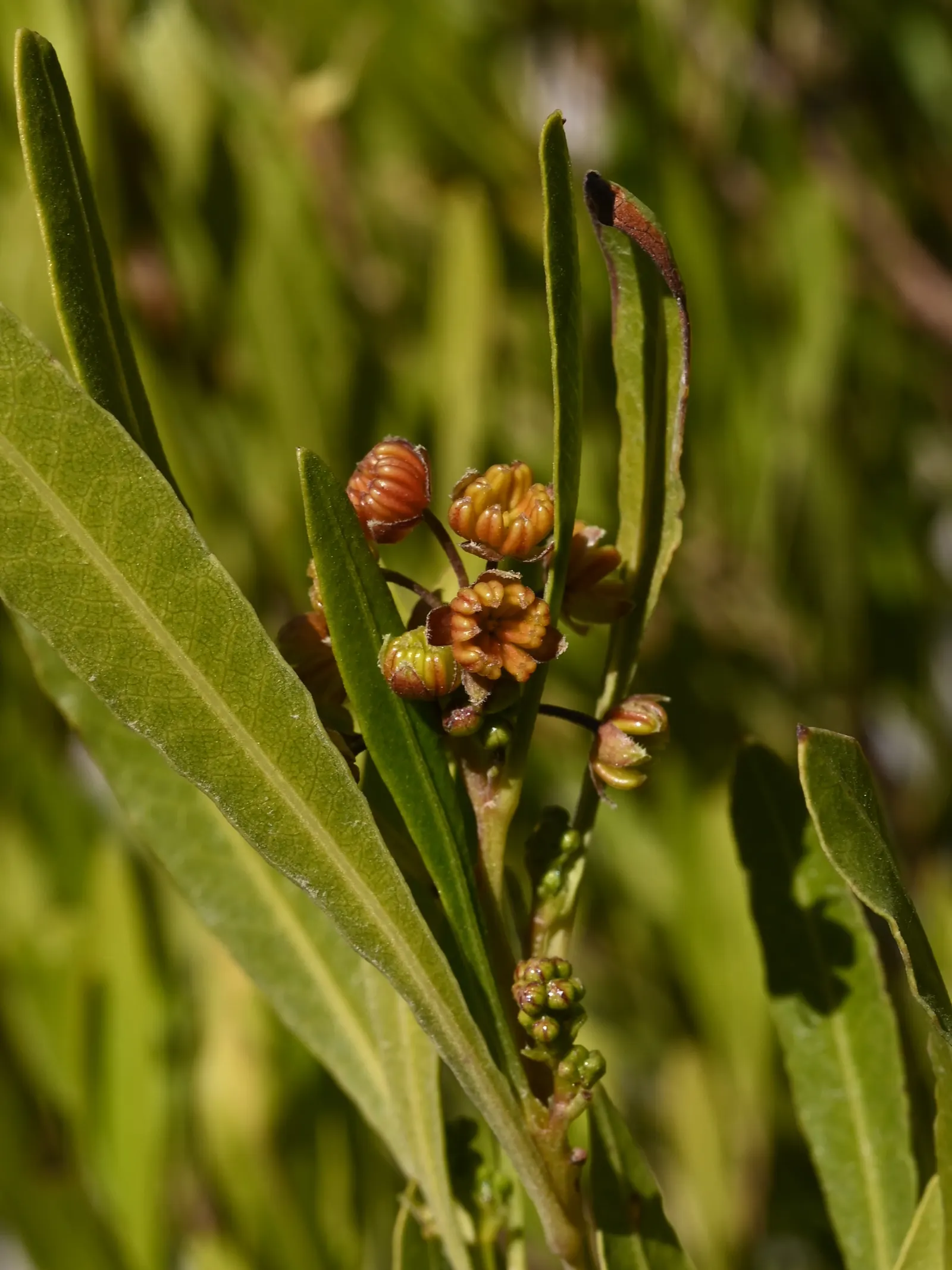 Green Hopseed Bush (Dodonaea Viscosa) — Ideal as a hedge or privacy screen, it‚Äôs also tolerant of wind and makes a hardy choice for many landscapes; dense