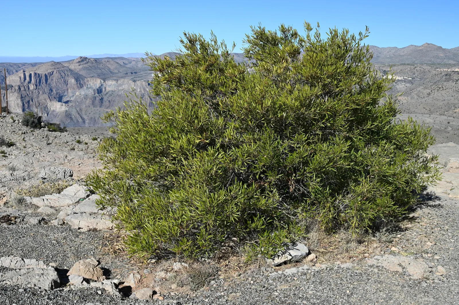 Green Hopseed Bush (Dodonaea Viscosa) — reaching heights of 10-12 feet and spanning 6-8 feet wide; showing remarkable tolerance to a variety of