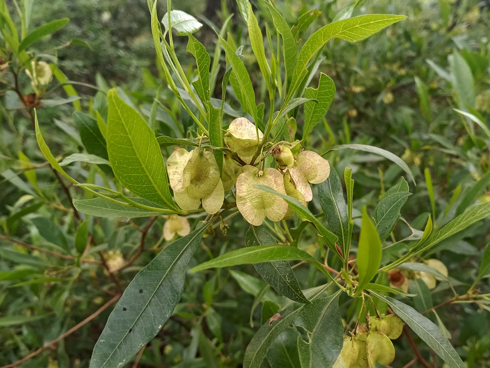 Green Hopseed Bush (Dodonaea Viscosa) — inconspicuous flowers may appear in spring or summer