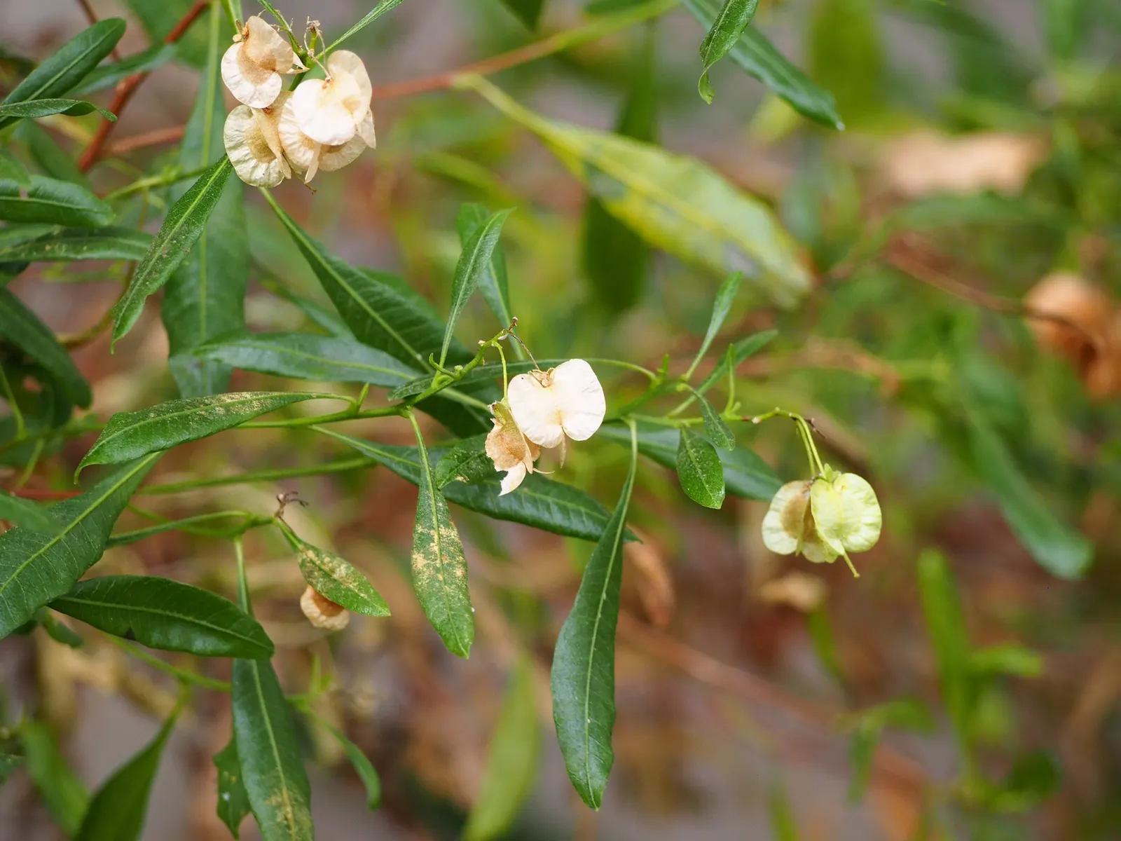 Green Hopseed Bush (Dodonaea Viscosa) — typically reaching a height of 10 to 12 feet with an approximate spread of 6 to 8 feet
