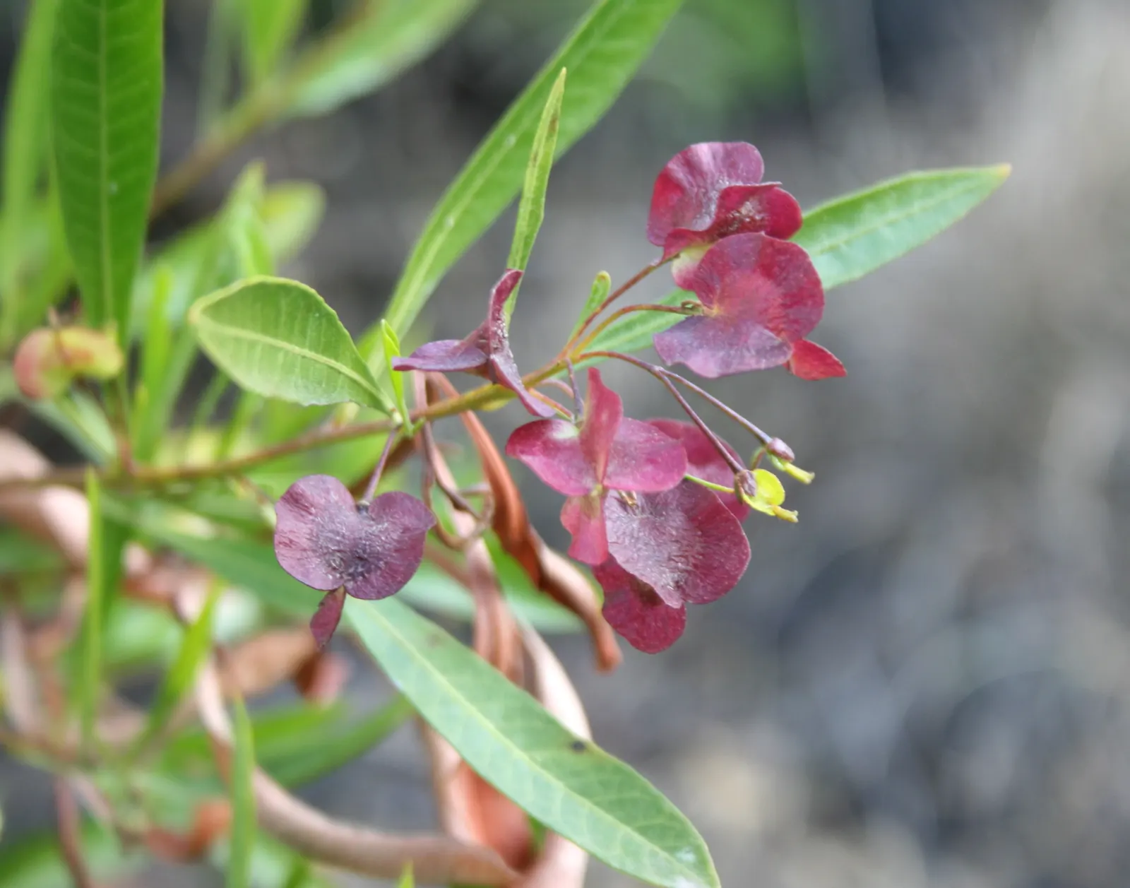 Green Hopseed Bush (Dodonaea Viscosa) — the Green Hopseed radiates a vibrant green hue; followed by attractive seed pods that change from chartreuse to tan as