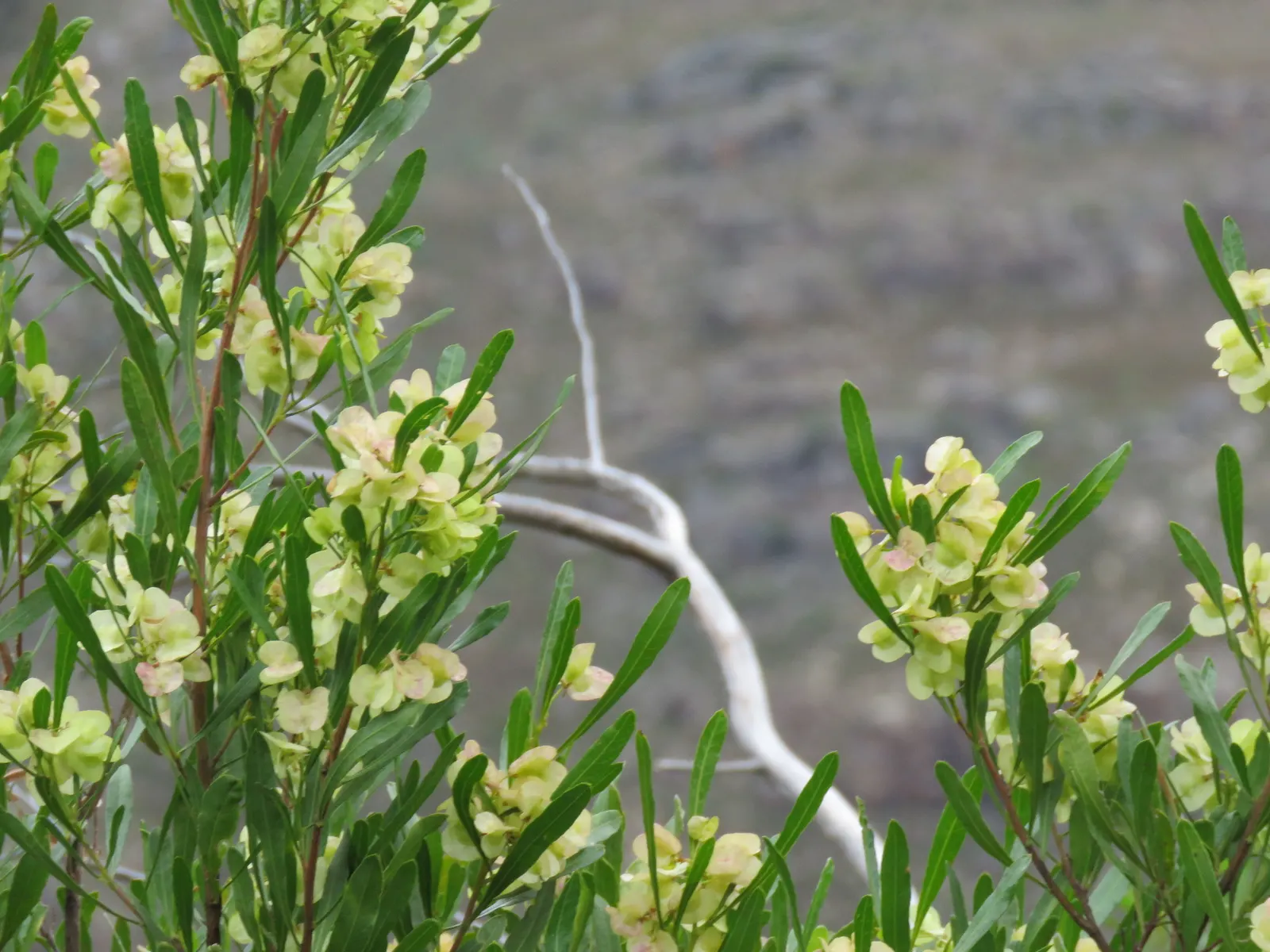 Green Hopseed Bush (Dodonaea Viscosa) — consider its moderate growth rate and potential width; dodonaea viscosa prefers full sun to partial shade and