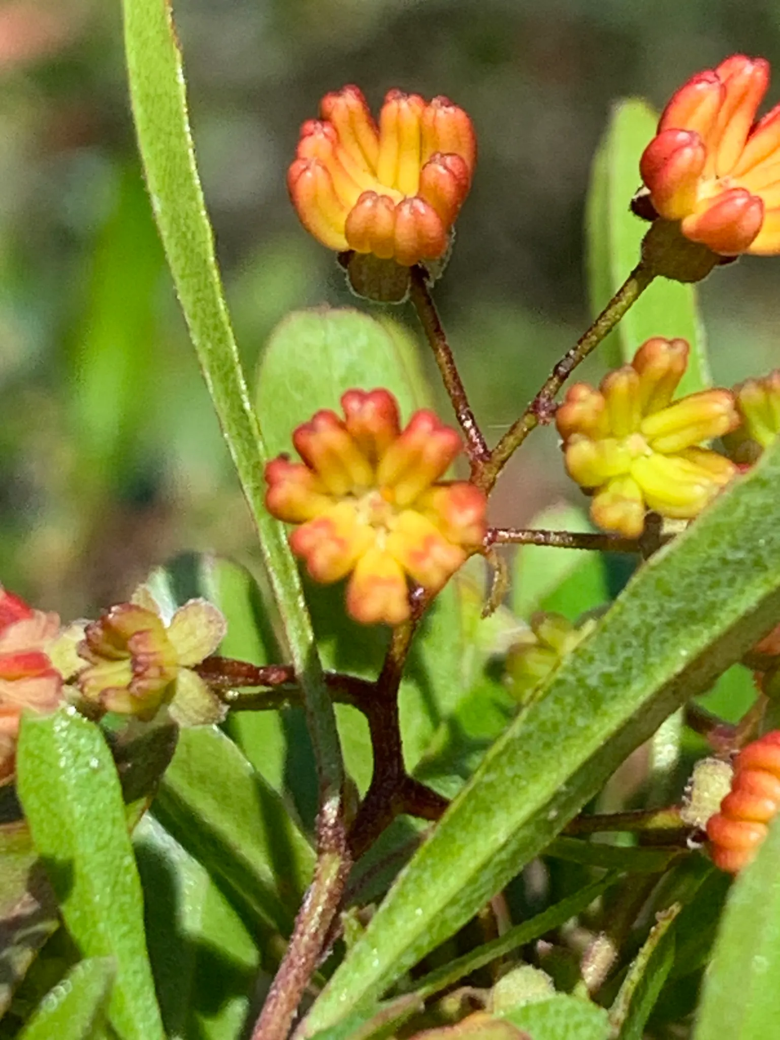 Green Hopseed Bush (Dodonaea Viscosa) — Adaptable to various conditions but thriving in full sun, it requires minimal water once established