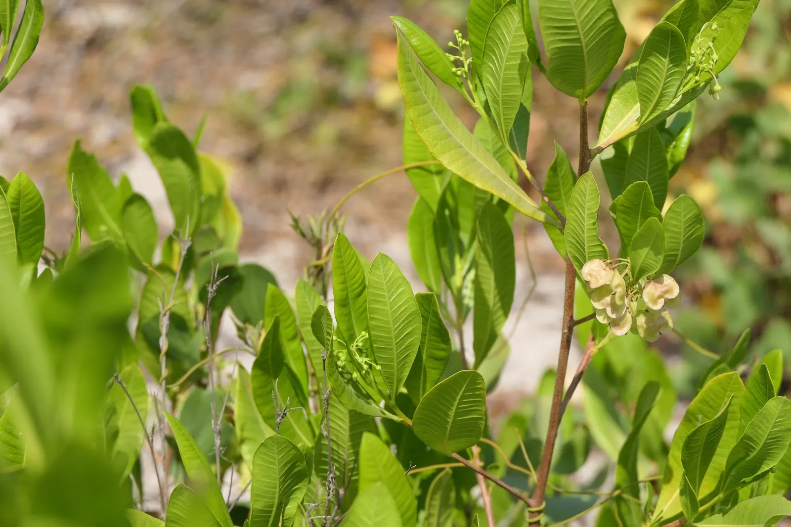 Green Hopseed Bush (Dodonaea Viscosa) — Adaptable to various conditions but thriving in full sun, it requires minimal water once established; the Green Hopseed