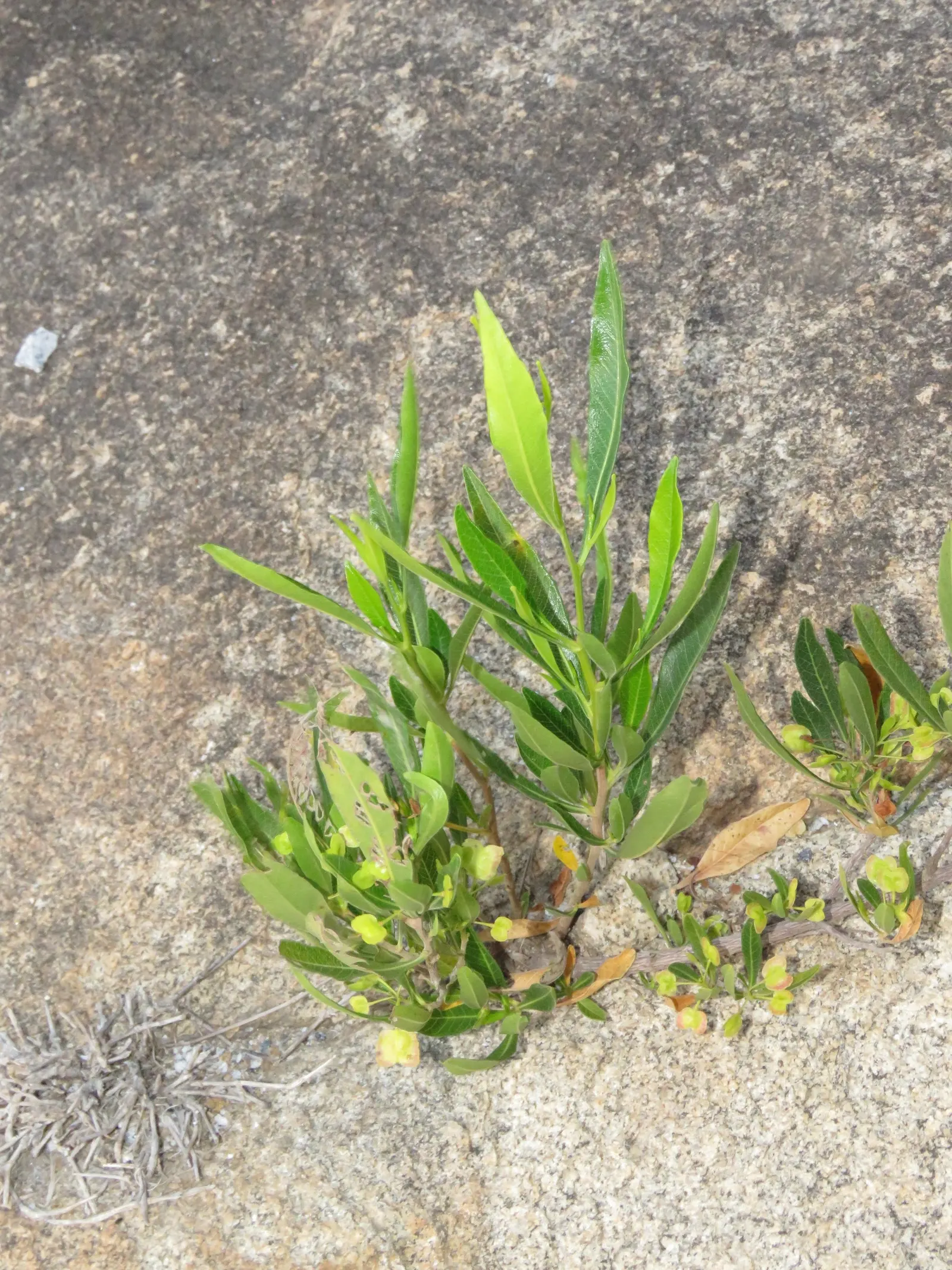 Green Hopseed Bush (Dodonaea Viscosa) — This bush thrives in USDA Hardiness Zones 9 through 11; regular pruning can help maintain its shape and density