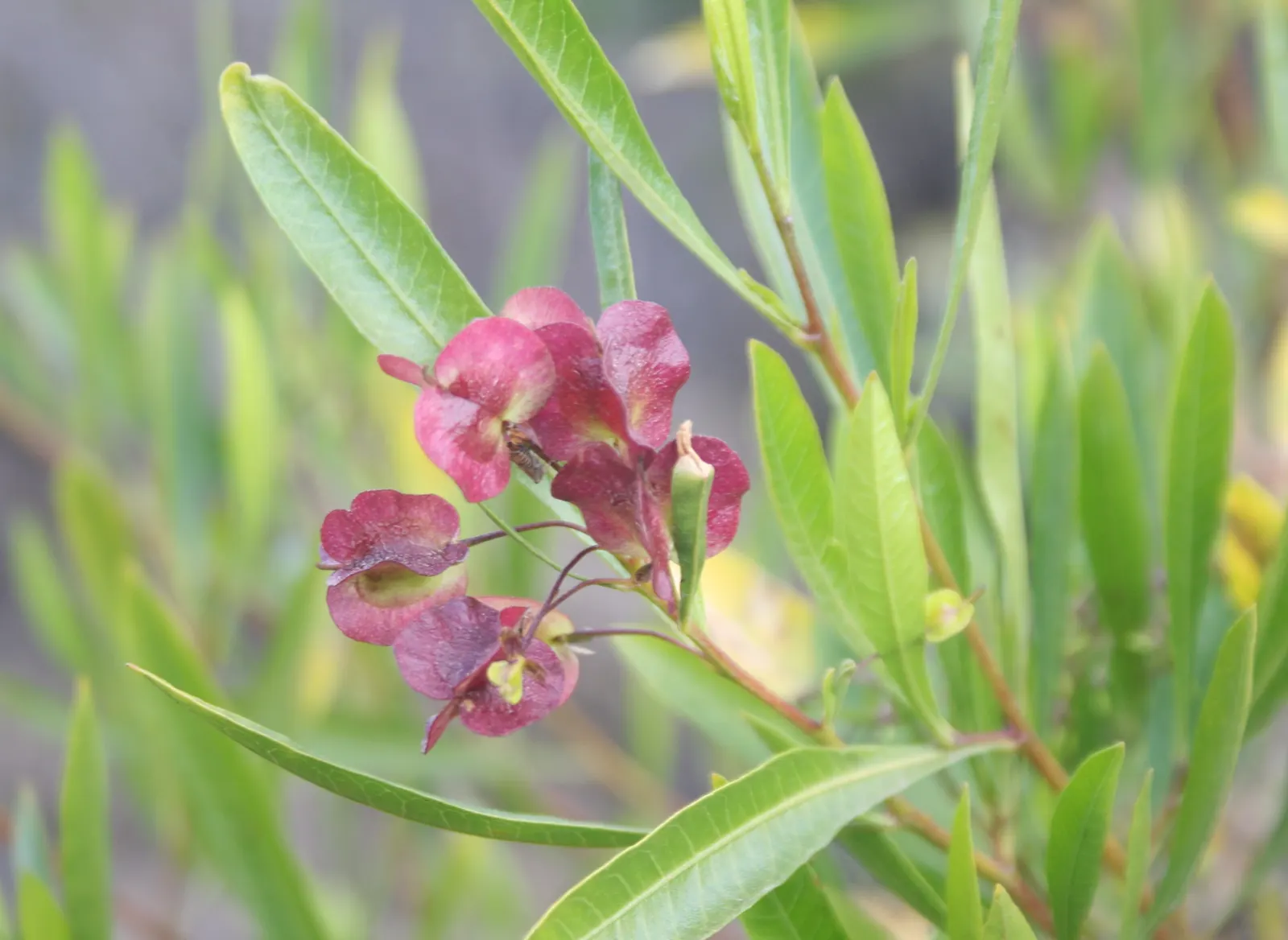 Green Hopseed Bush (Dodonaea Viscosa) — Regular pruning can help maintain its shape and density; this bush thrives in USDA Hardiness Zones 9 through 11