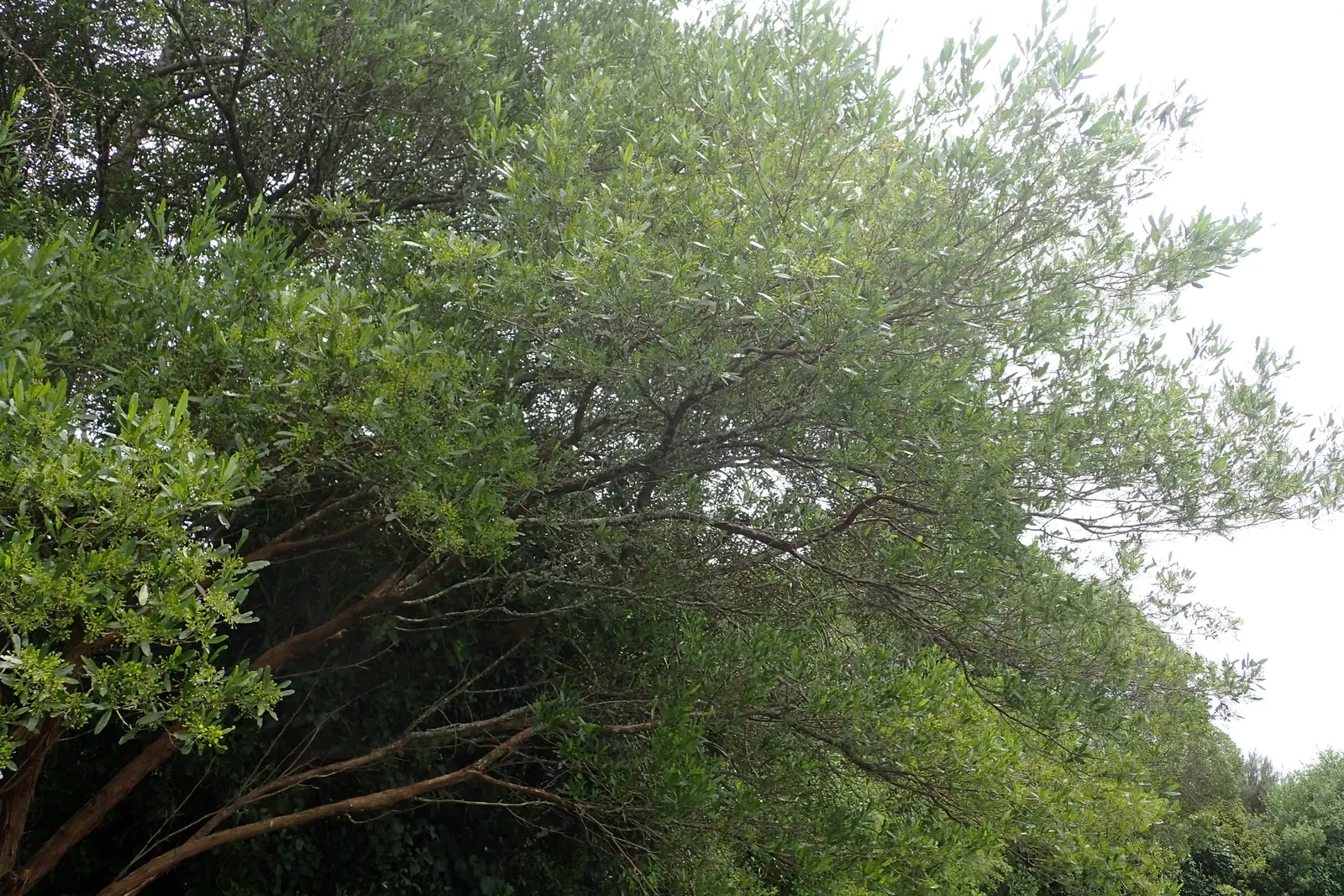Green Hopseed Bush (Dodonaea Viscosa) — which can add a striking contrast against lighter-colored structures or plants; shrub with green and yellow, image 62