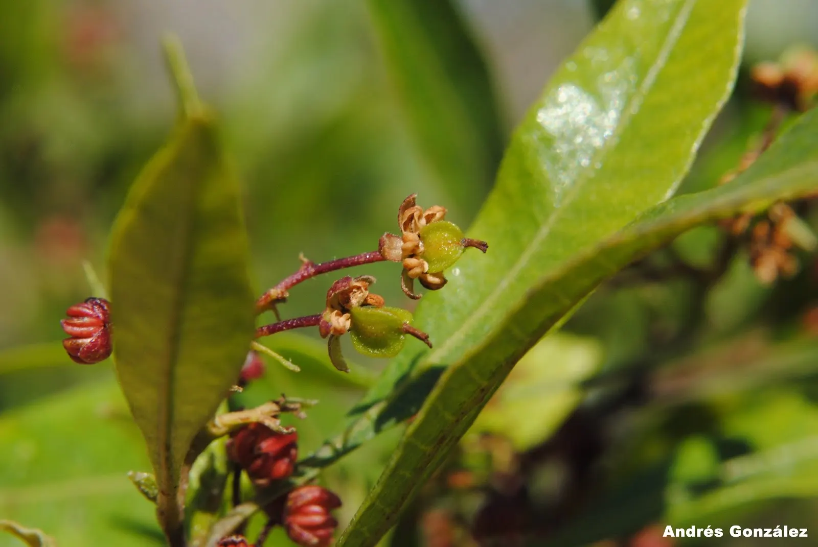 Green Hopseed Bush (Dodonaea Viscosa) — shrub for full or half; ensuring it is given ample space to flourish without overcrowding nearby plants, image 72