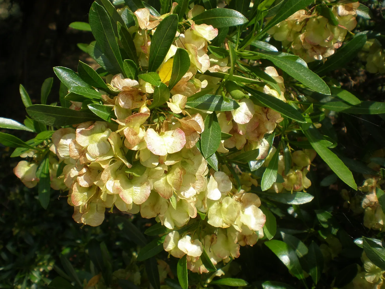 Green Hopseed Bush (Dodonaea Viscosa) — It boasts lance-shaped leaves and inconspicuous flowers; it has admirable drought tolerance once, image 51