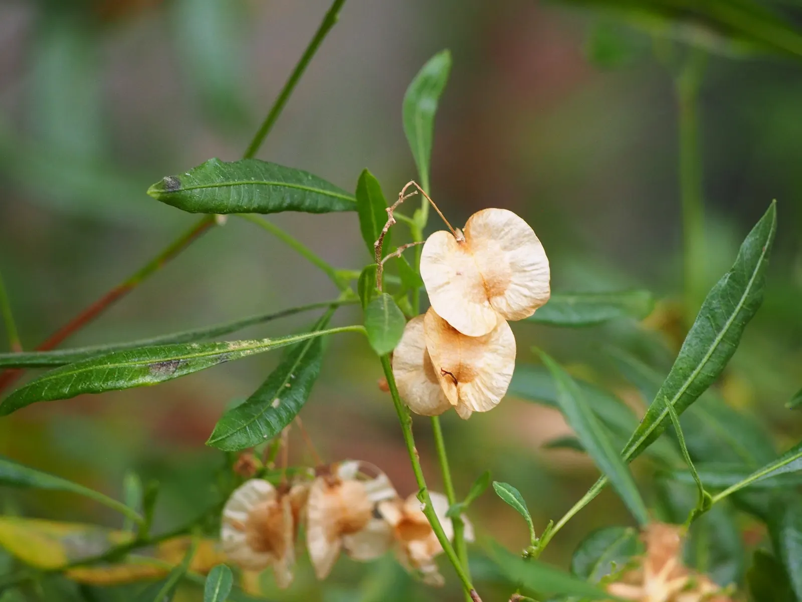 Green Hopseed Bush (Dodonaea Viscosa) — ensuring it is given ample space to flourish without overcrowding nearby plants