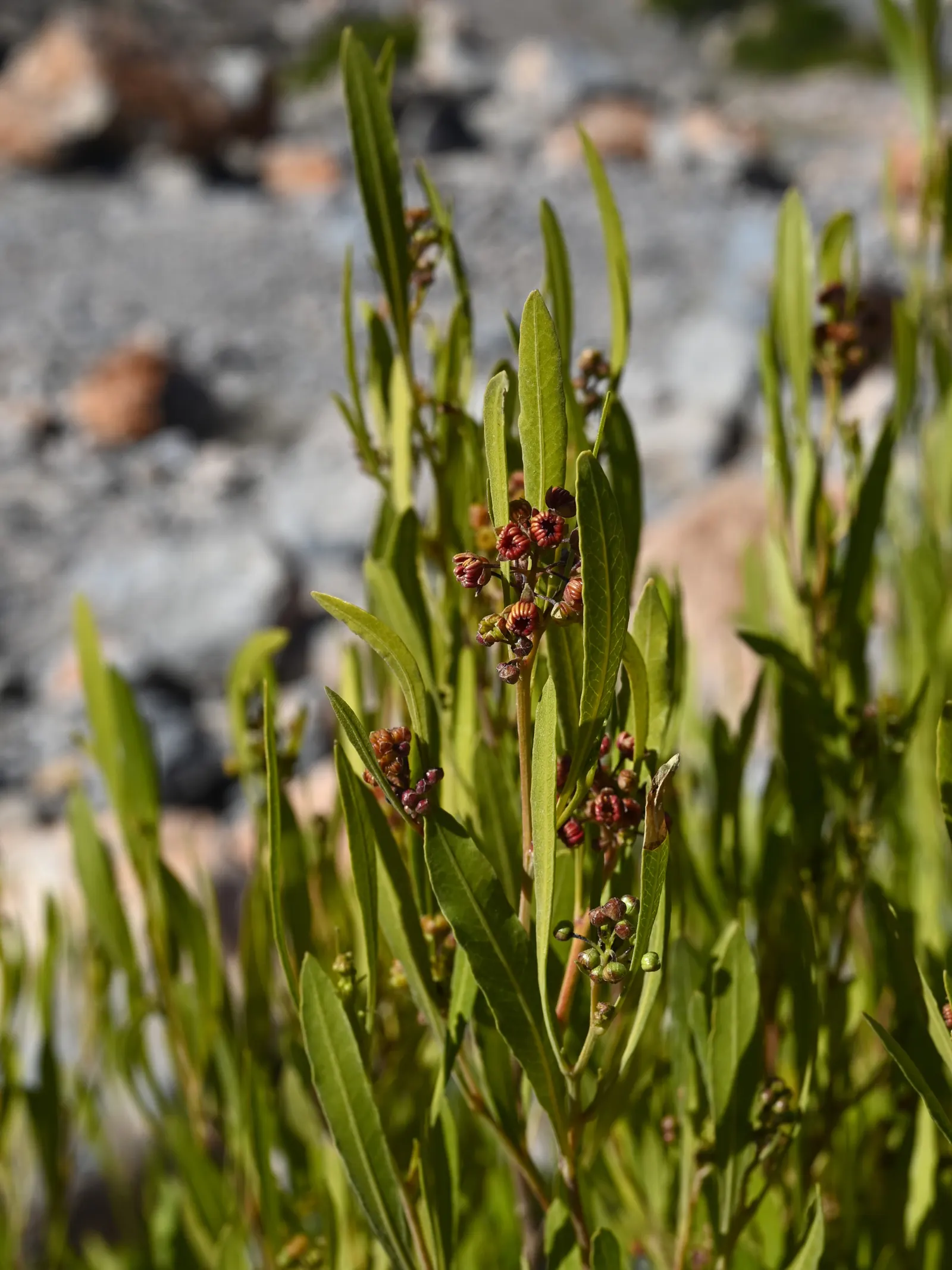 Green Hopseed Bush (Dodonaea Viscosa) — Regular pruning can help maintain its shape and density