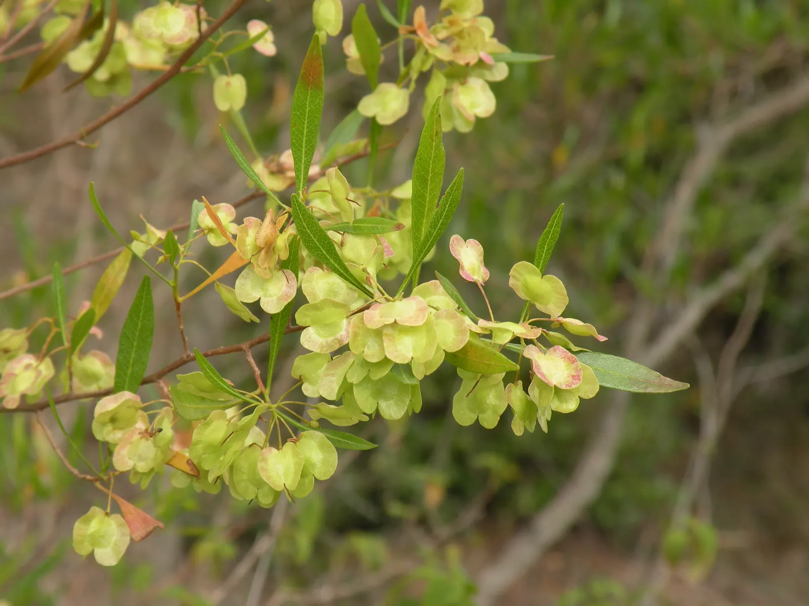 Green Hopseed Bush (Dodonaea Viscosa) — dense foliage excellent for creating natural screens or hedges in your landscape; ideal as a hedge or, image 56