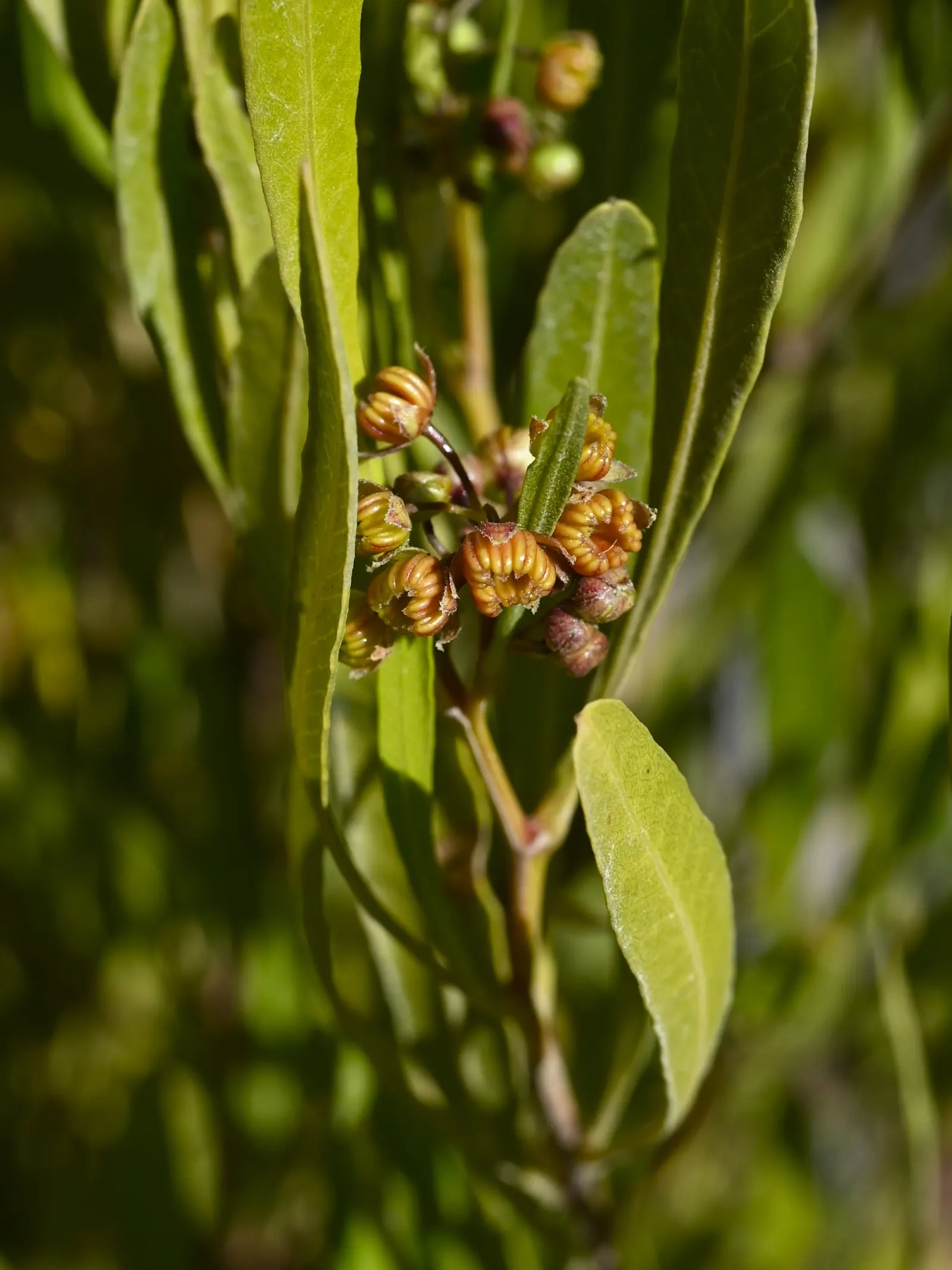 Green Hopseed Bush (Dodonaea Viscosa) — dense foliage excellent for creating natural screens or hedges in your landscape