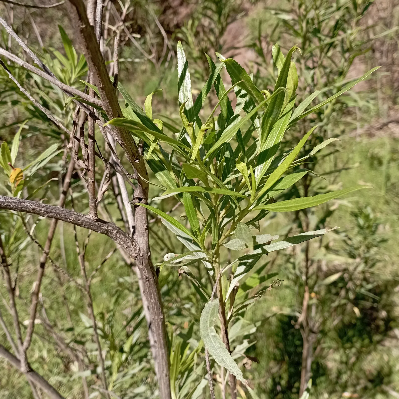 Green Hopseed Bush (Dodonaea Viscosa) — lance-shaped leaves that grow 3 to 4 inches long; typically reaching a height of 10 to 12 feet with an approximate