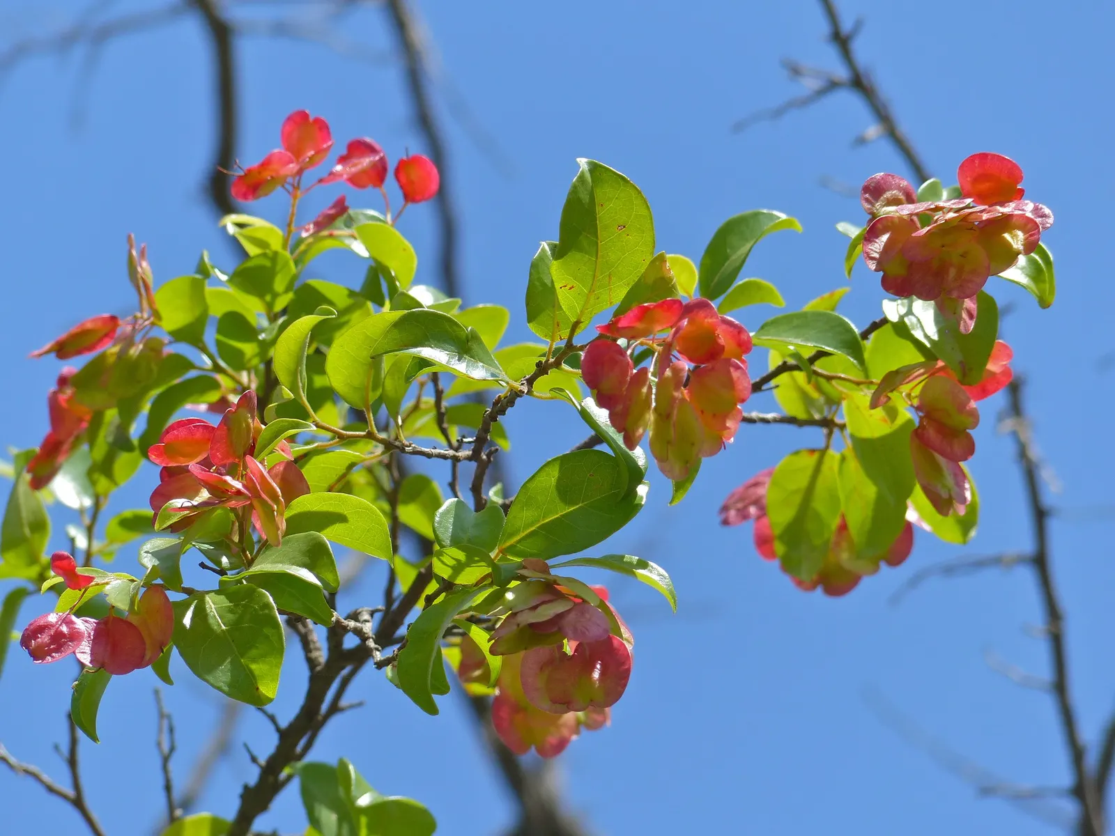 Green Hopseed Bush (Dodonaea Viscosa) — It has admirable drought tolerance once established, making it suitable for xeriscaping; it boasts, image 66