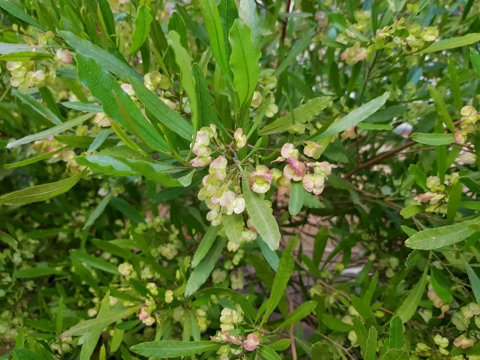 Green Hopseed Bush (Dodonaea Viscosa) — which can add a striking contrast against lighter-colored structures or plants