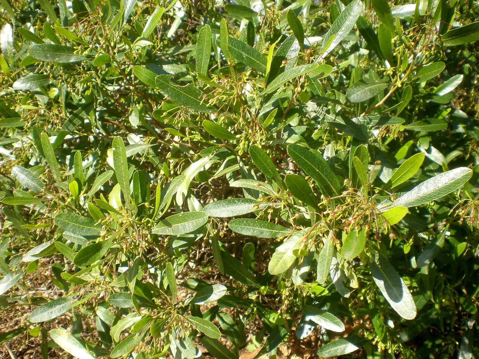 Green Hopseed Bush (Dodonaea Viscosa) — followed by attractive seed pods that change from chartreuse to tan as they mature.<br><br>For optimal growth; the