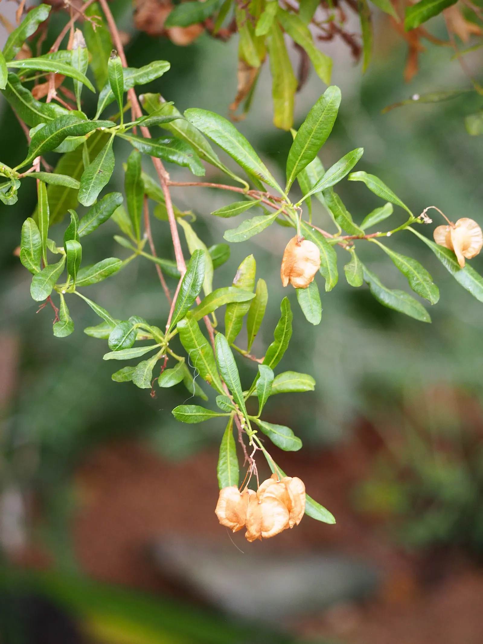 Green Hopseed Bush (Dodonaea Viscosa) — consider its moderate growth rate and potential width