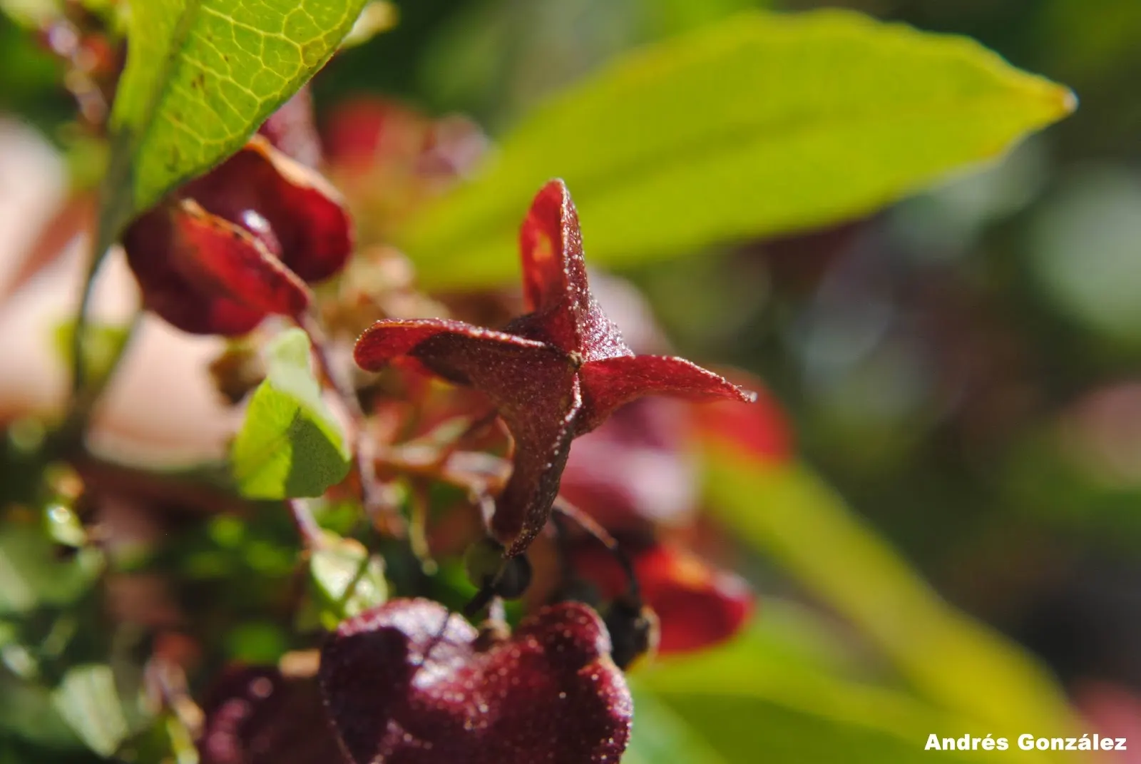 Green Hopseed Bush (Dodonaea Viscosa) — It has admirable drought tolerance once established, making it suitable for xeriscaping