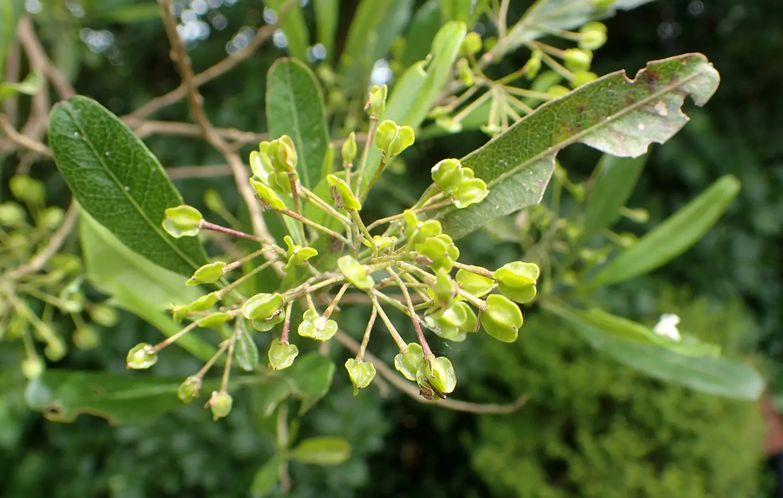 Green Hopseed Bush (Dodonaea Viscosa) — the Green Hopseed radiates a vibrant green hue; followed by attractive seed pods that change from, image 61