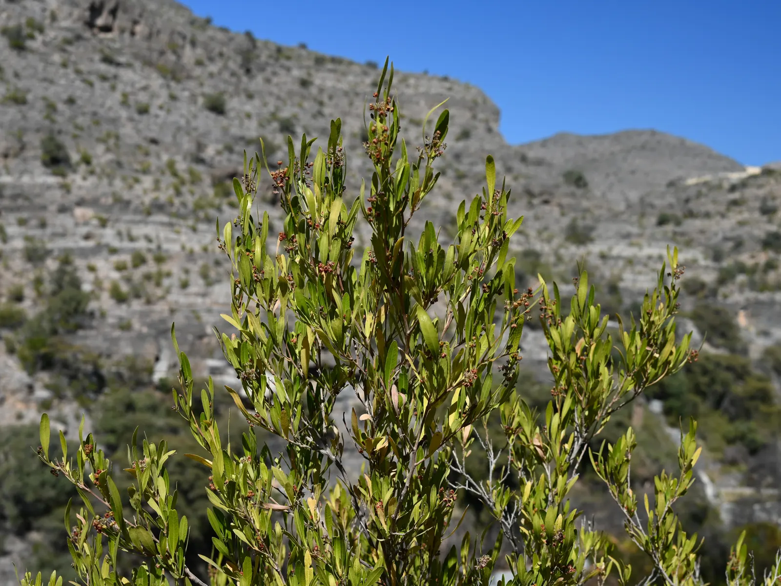 Green Hopseed Bush (Dodonaea Viscosa) — shrub with green and yellow blooms; which can add a striking contrast against lighter-colored structures or, image 71