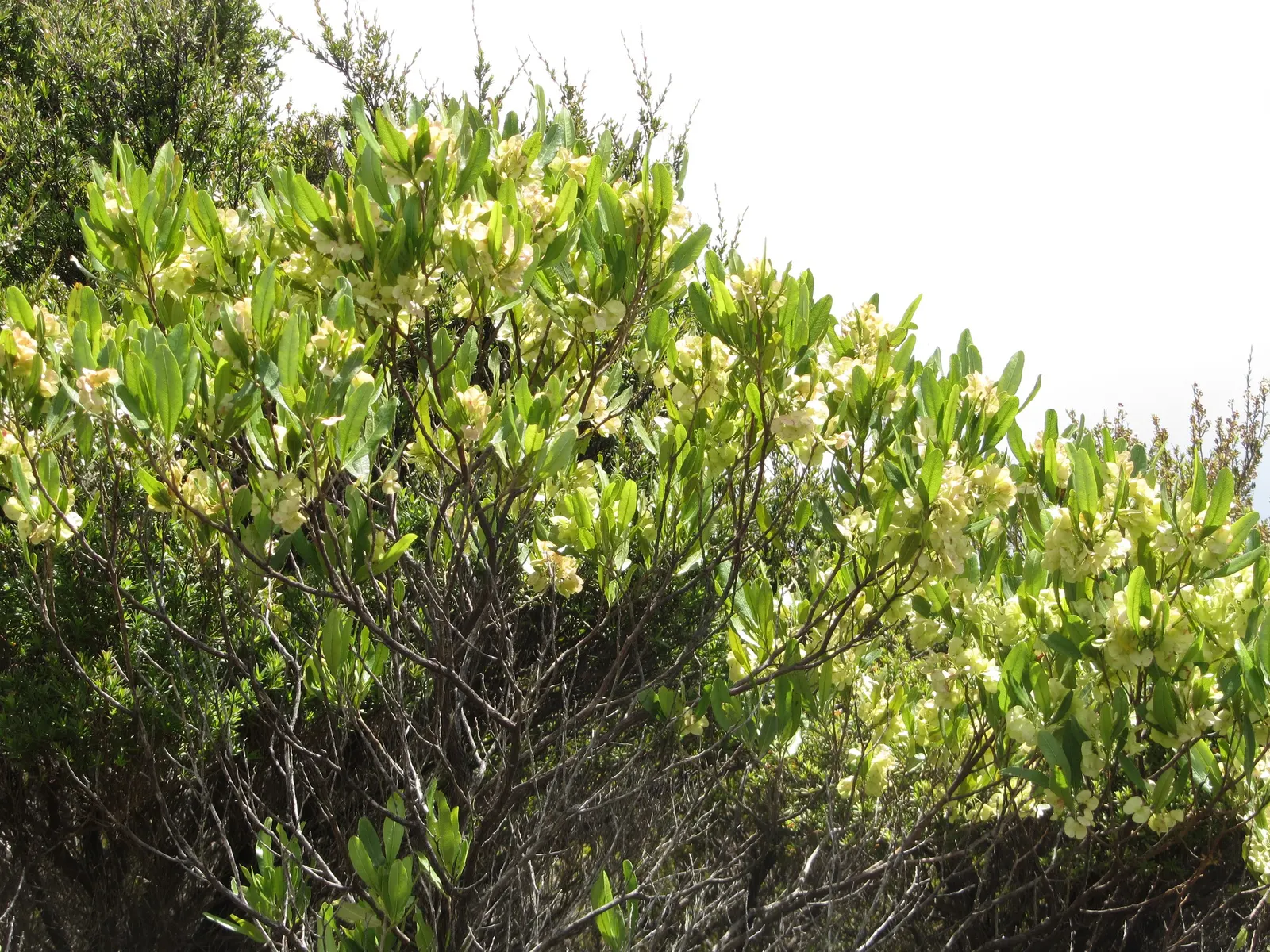 Green Hopseed Bush (Dodonaea Viscosa) — inconspicuous flowers may appear in spring or summer; scientifically known as Dodonaea viscosa