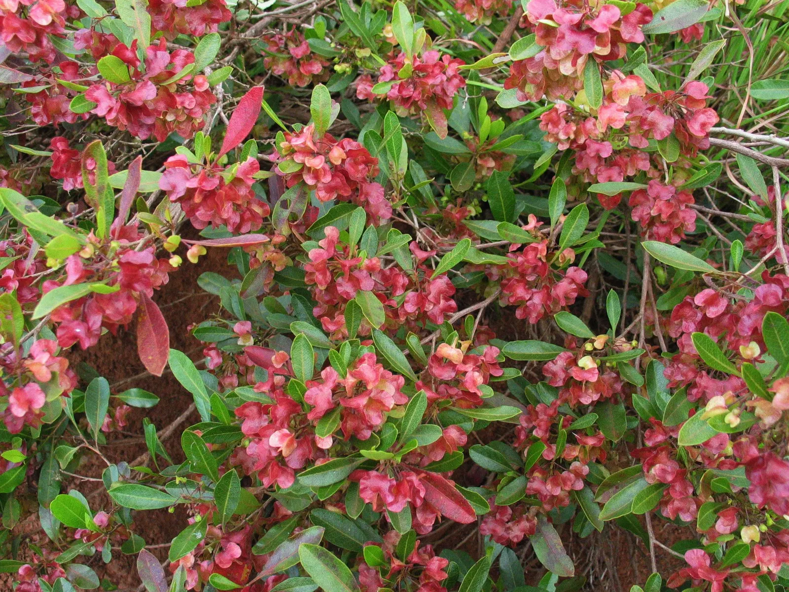 Green Hopseed Bush (Dodonaea Viscosa) — which can add a striking contrast against lighter-colored structures or plants; shrub with green and yellow blooms