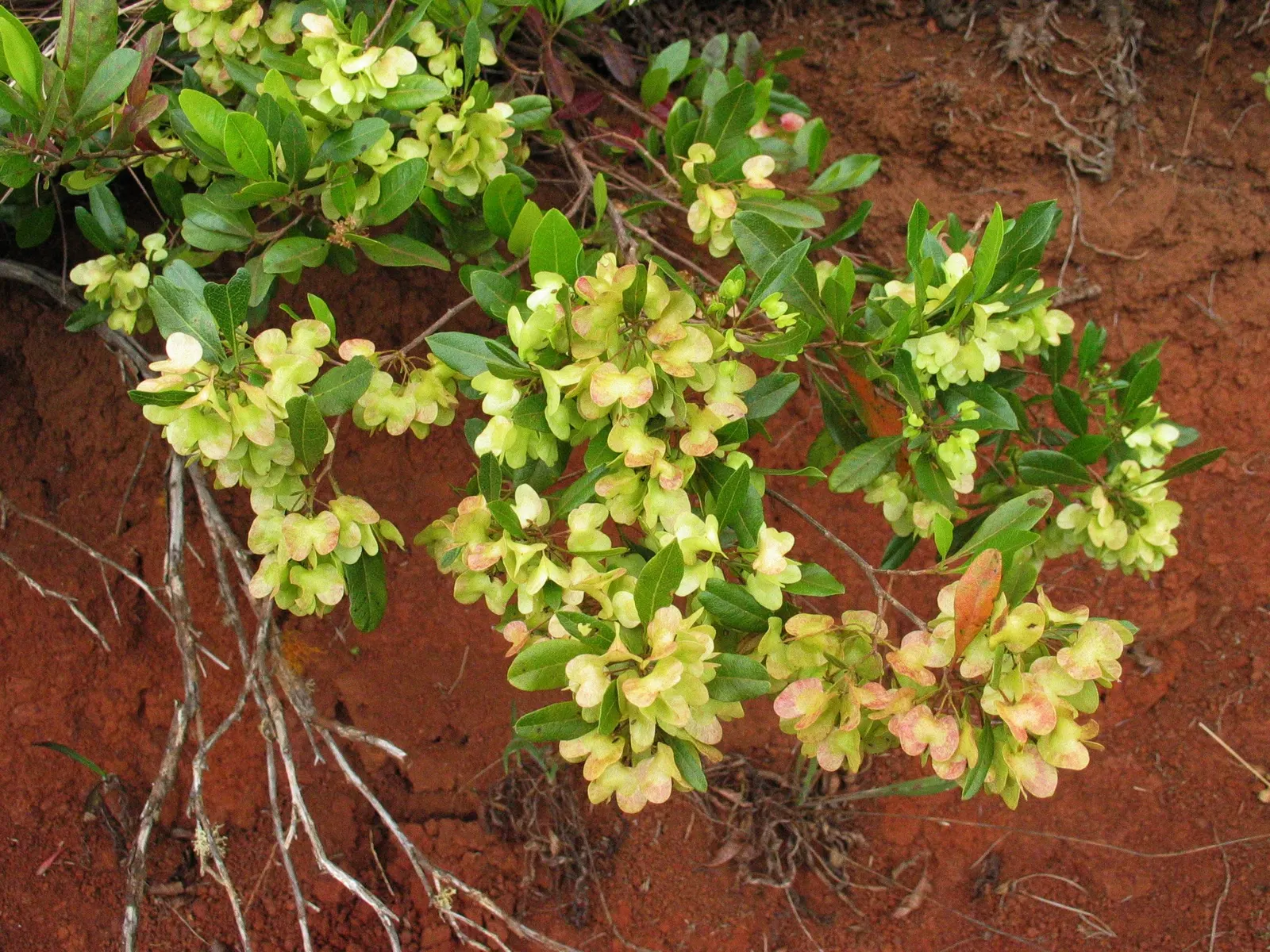 Green Hopseed Bush (Dodonaea Viscosa) — dense foliage excellent for creating natural screens or hedges in your landscape; ideal as a hedge or privacy screen