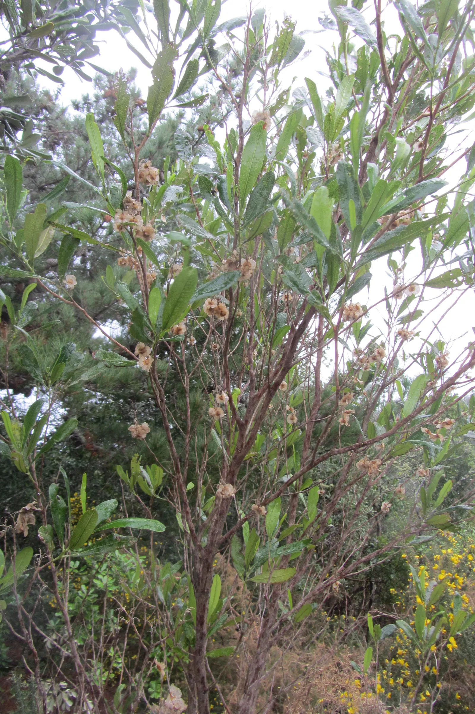 Green Hopseed Bush (Dodonaea Viscosa) — green and yellow flowers in the garden; is an evergreen shrub that provides a lush, image 70