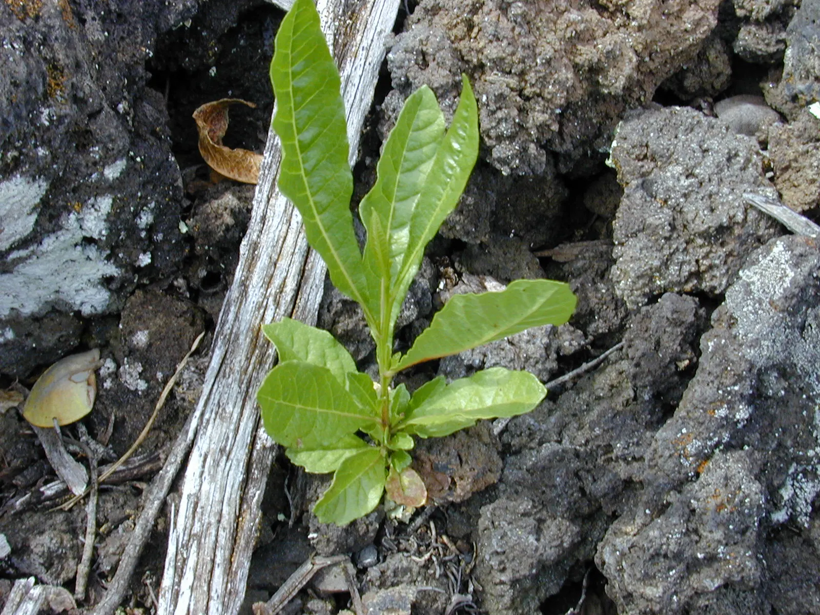 Green Hopseed Bush (Dodonaea Viscosa) — followed by attractive seed pods that change from chartreuse to tan as they mature.<br><br>For optimal growth