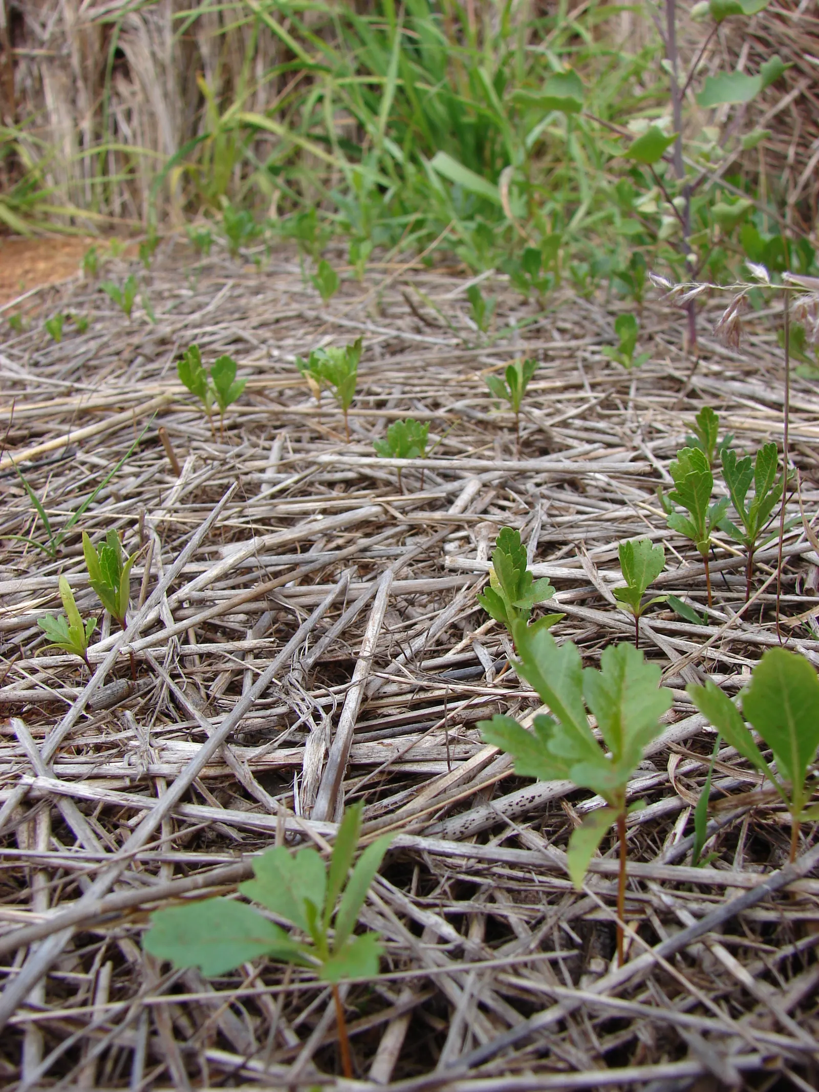 Green Hopseed Bush (Dodonaea Viscosa) — It boasts lance-shaped leaves and inconspicuous flowers