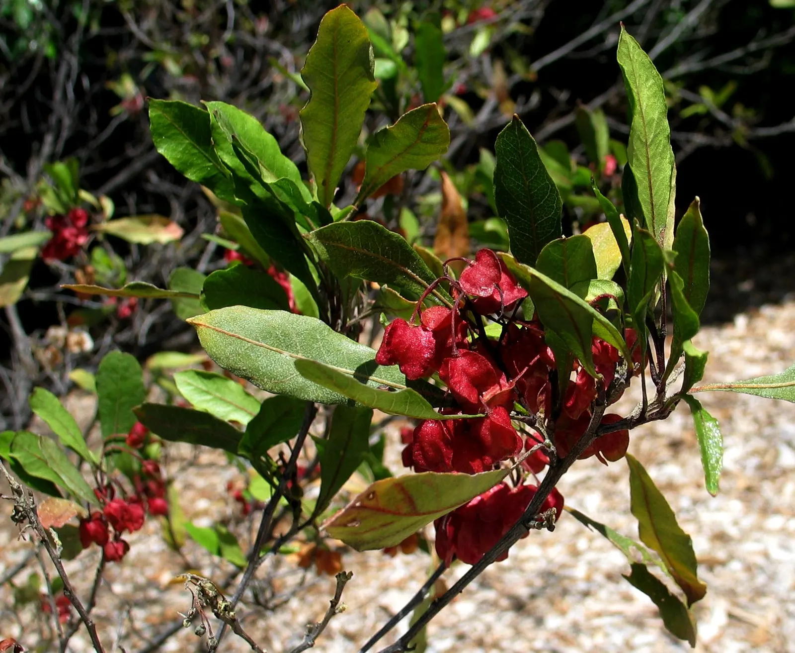 Green Hopseed Bush (Dodonaea Viscosa) — reaching heights of 10-12 feet and spanning 6-8 feet wide; showing remarkable tolerance to a variety of, image 50