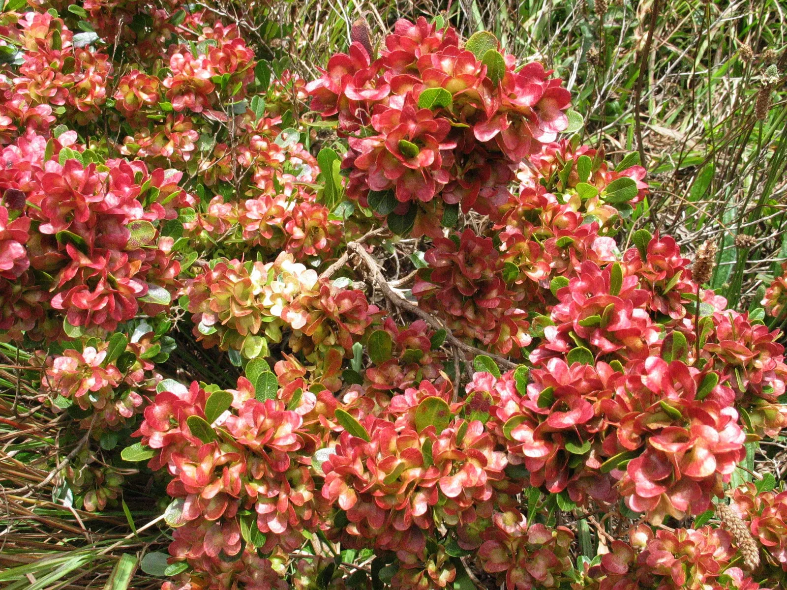 Green Hopseed Bush (Dodonaea Viscosa) — Ideal as a hedge or privacy screen, it‚Äôs also tolerant of wind and makes a hardy choice for many landscapes