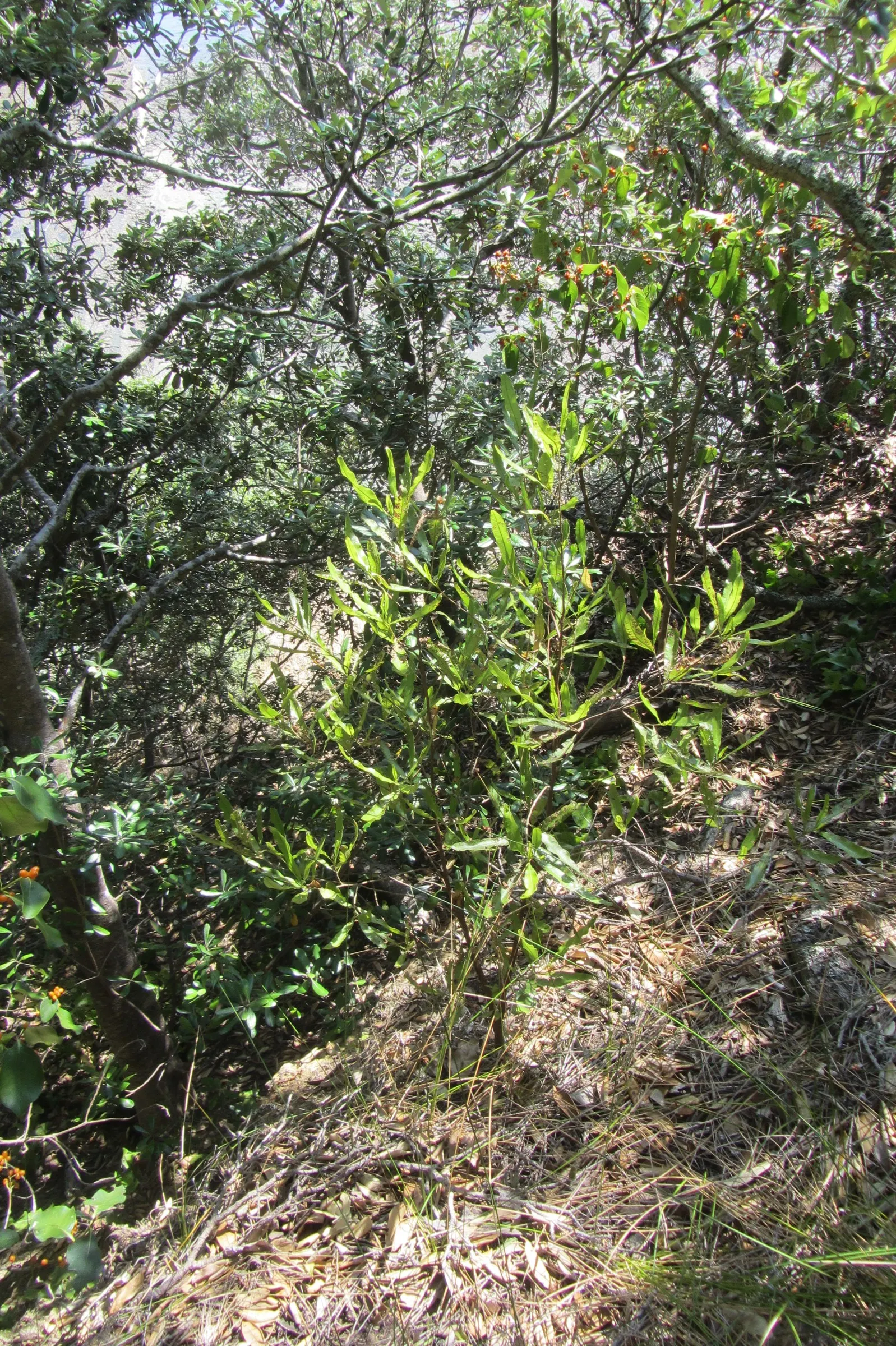 Green Hopseed Bush (Dodonaea Viscosa) — is an evergreen shrub that provides a lush; green and yellow flowers in the garden, image 55