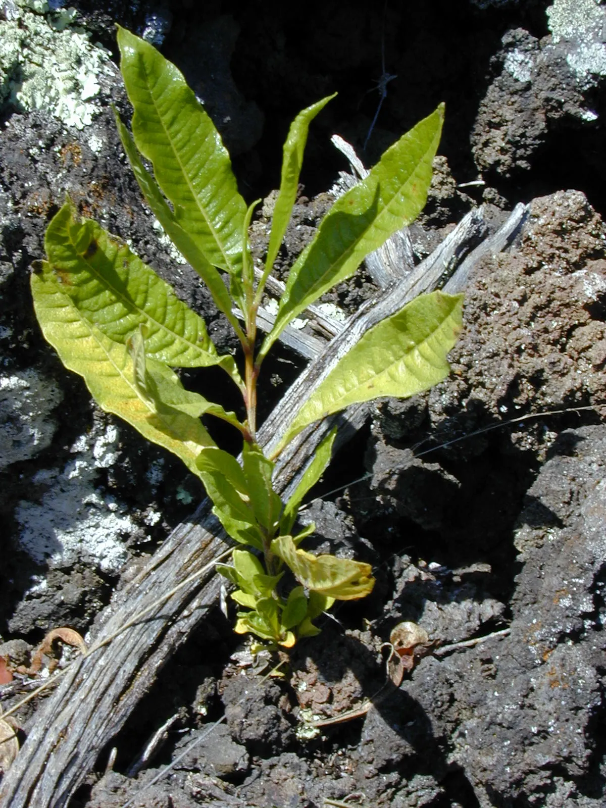 Green Hopseed Bush (Dodonaea Viscosa) — The Green Hopseed Bush (Dodonaea viscosa) is an enduring evergreen with a dense; adaptable to various conditions but