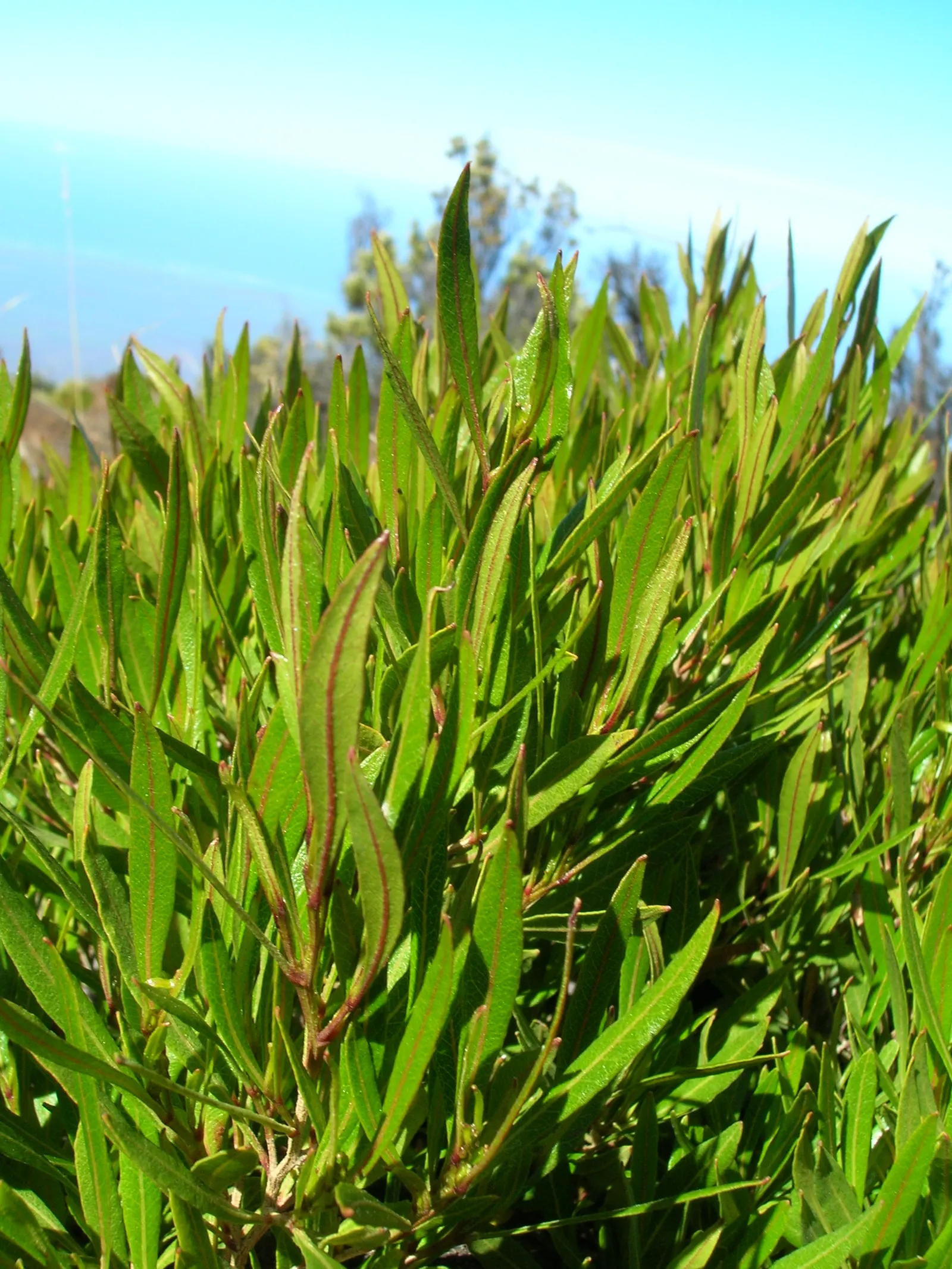 Green Hopseed Bush (Dodonaea Viscosa) — Dodonaea viscosa prefers full sun to partial shade and well-draining soil; consider its moderate growth rate and