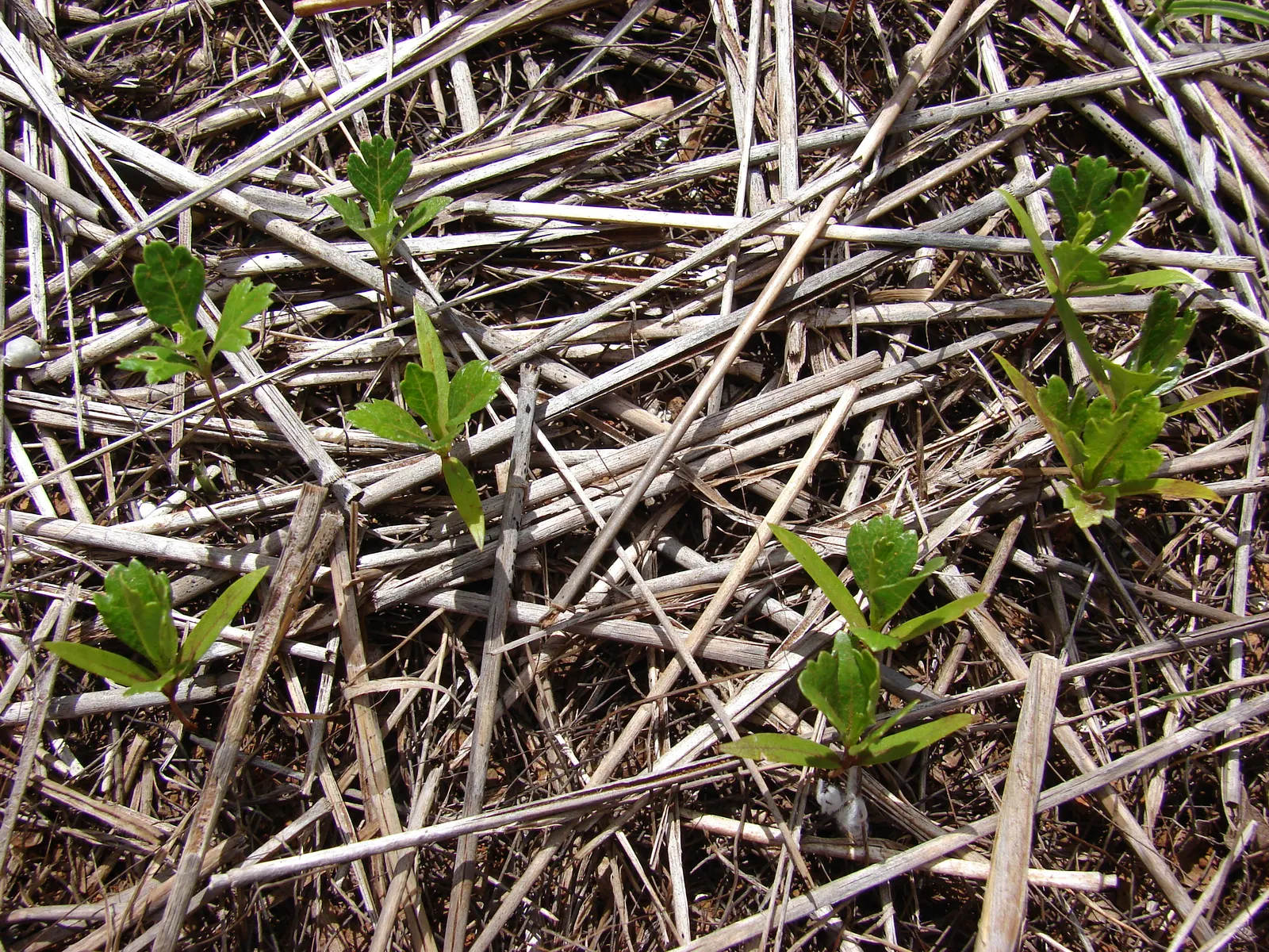Green Hopseed Bush (Dodonaea Viscosa) — green and yellow flowers in the garden; is an evergreen shrub that provides a lush