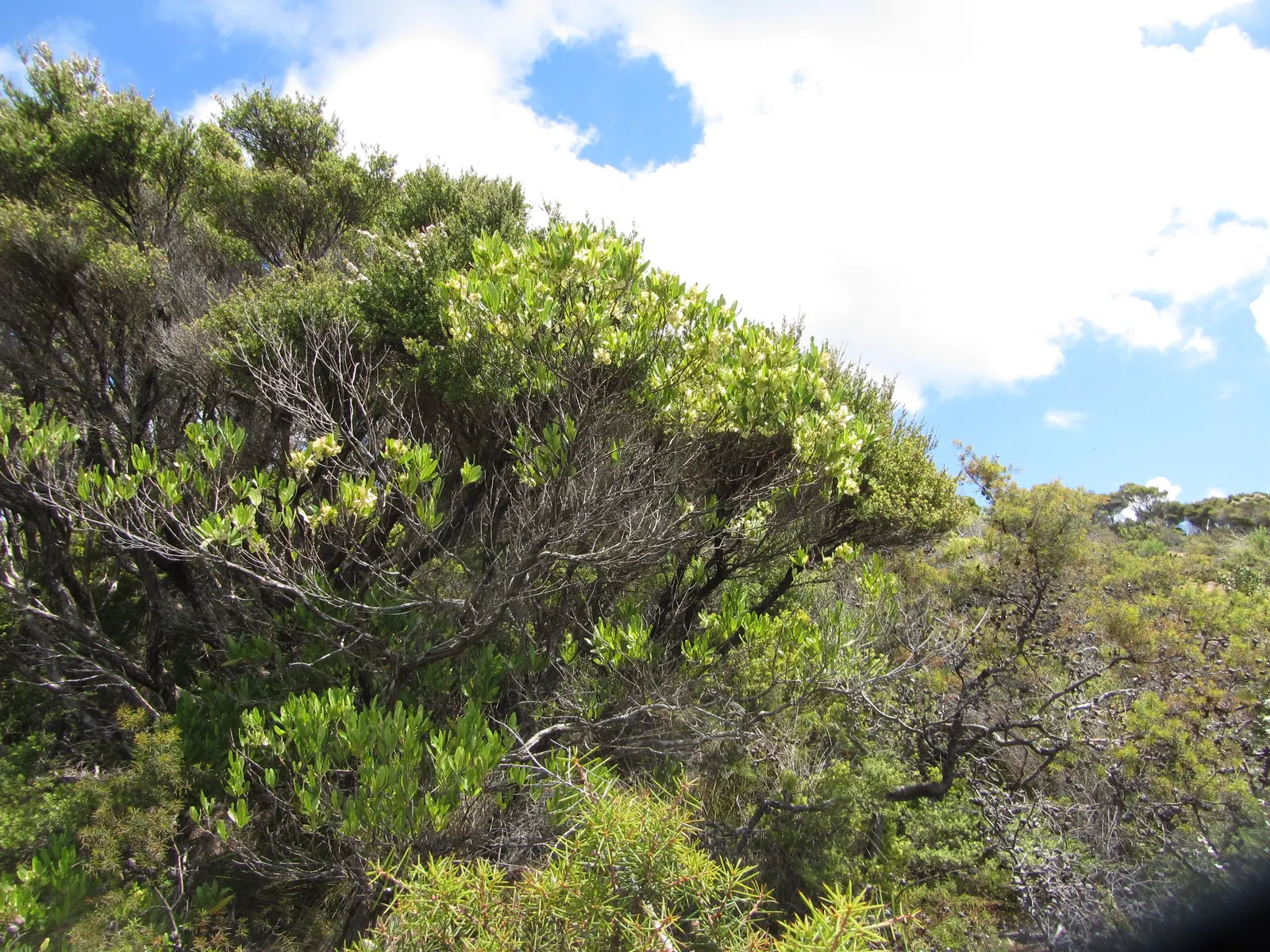 Green Hopseed Bush (Dodonaea Viscosa) — typically reaching a height of 10 to 12 feet with an approximate spread of 6 to 8 feet; lance-shaped leaves, image 57