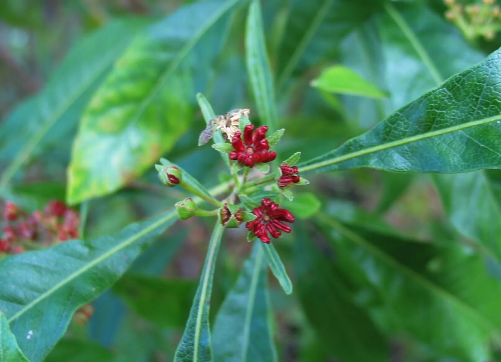 Green Hopseed Bush (Dodonaea Viscosa) — Dodonaea viscosa prefers full sun to partial shade and well-draining soil