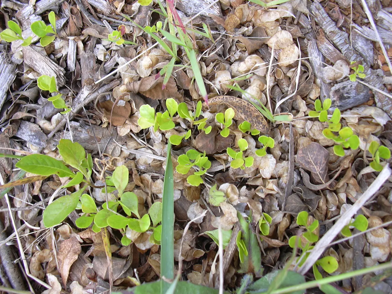 Green Hopseed Bush (Dodonaea Viscosa) — lance-shaped leaves that grow 3 to 4 inches long; typically reaching a height of 10 to 12 feet with an, image 60