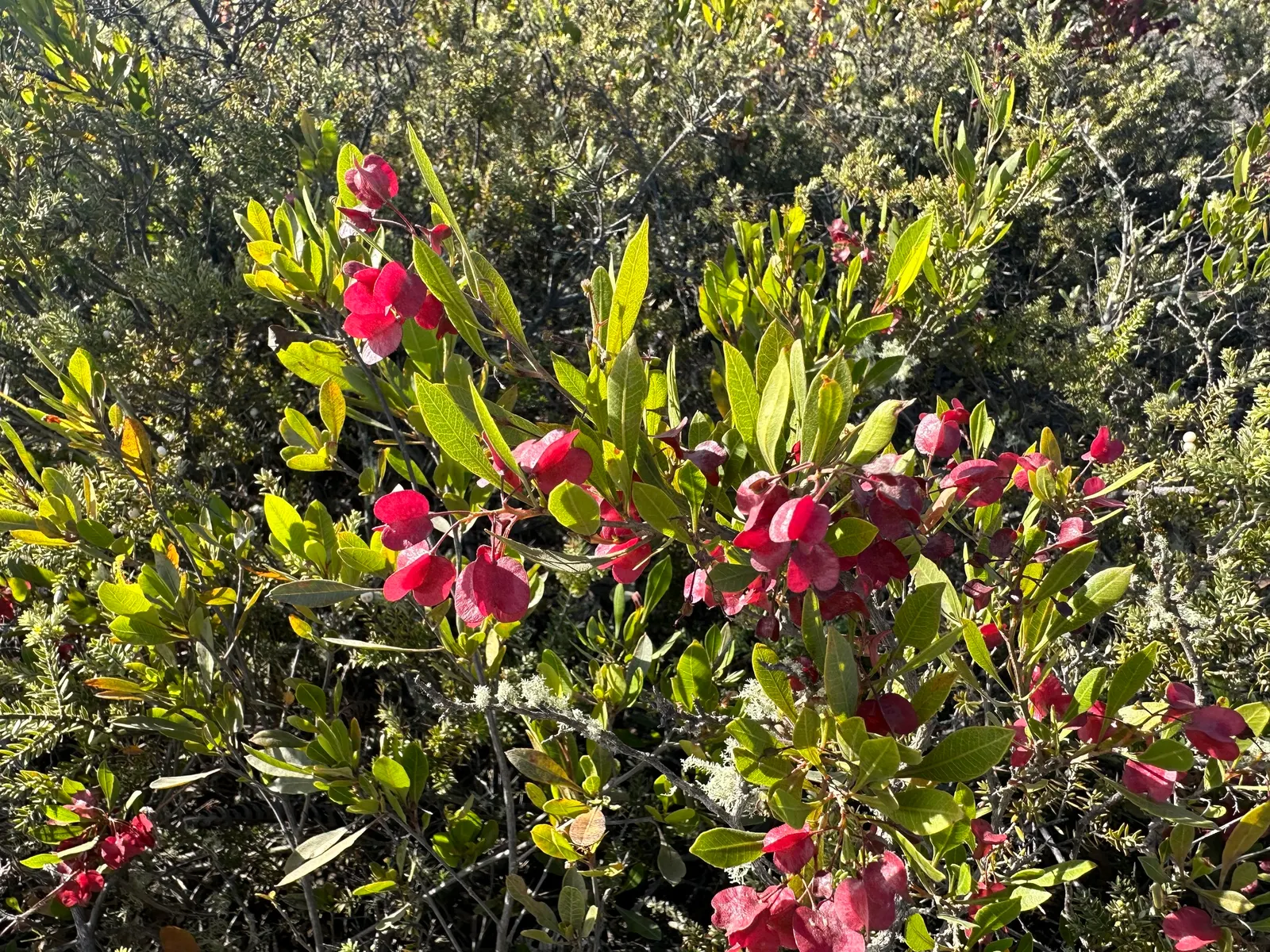 Green Hopseed Bush (Dodonaea Viscosa) — Ideal as a hedge or privacy screen, it‚Äôs also tolerant of wind and makes a hardy choice for many, image 53