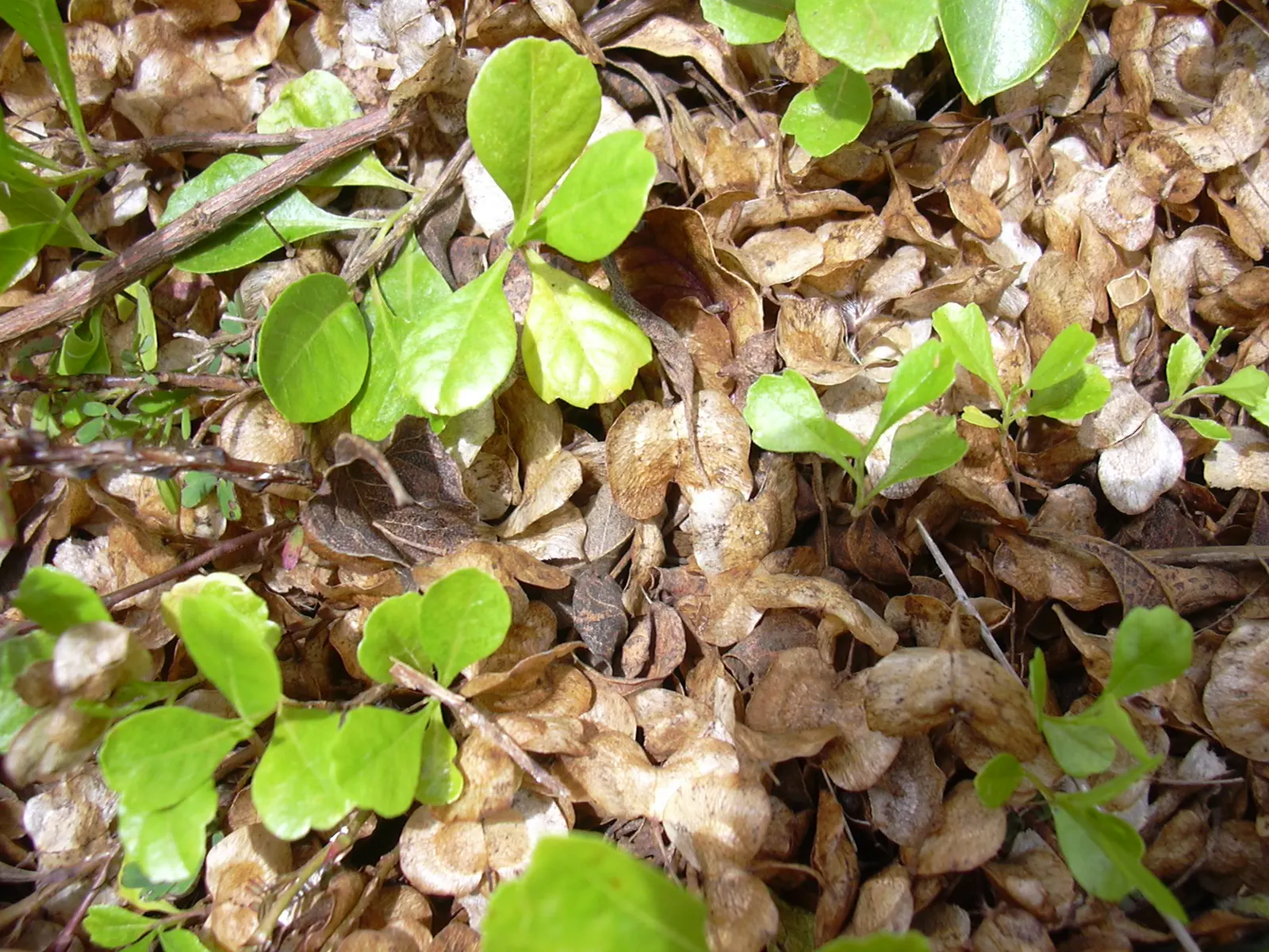 Green Hopseed Bush (Dodonaea Viscosa) — ensuring it is given ample space to flourish without overcrowding nearby plants; shrub for full or half