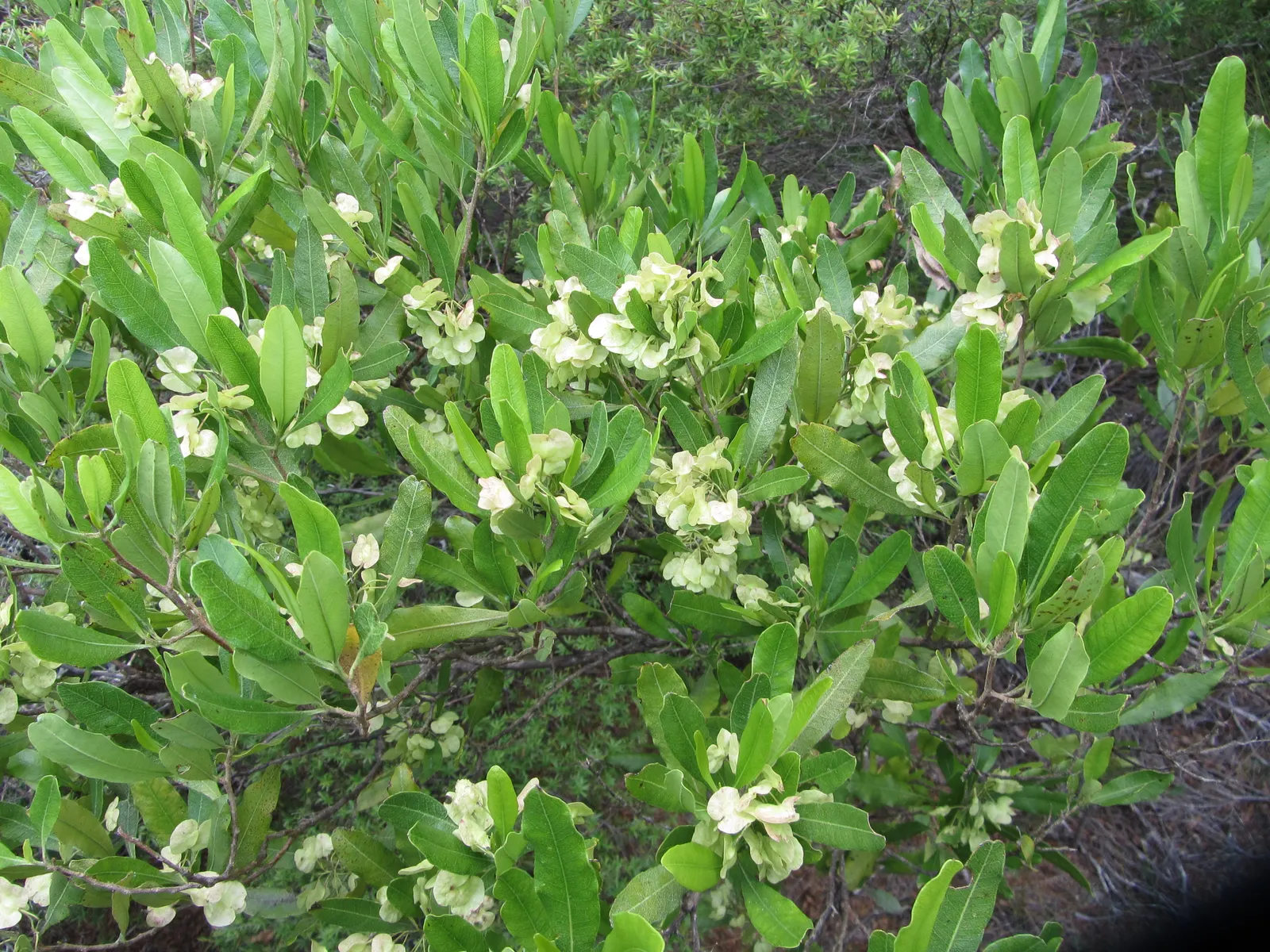 Green Hopseed Bush (Dodonaea Viscosa) — Dodonaea viscosa prefers full sun to partial shade and well-draining soil; consider its moderate growth, image 65