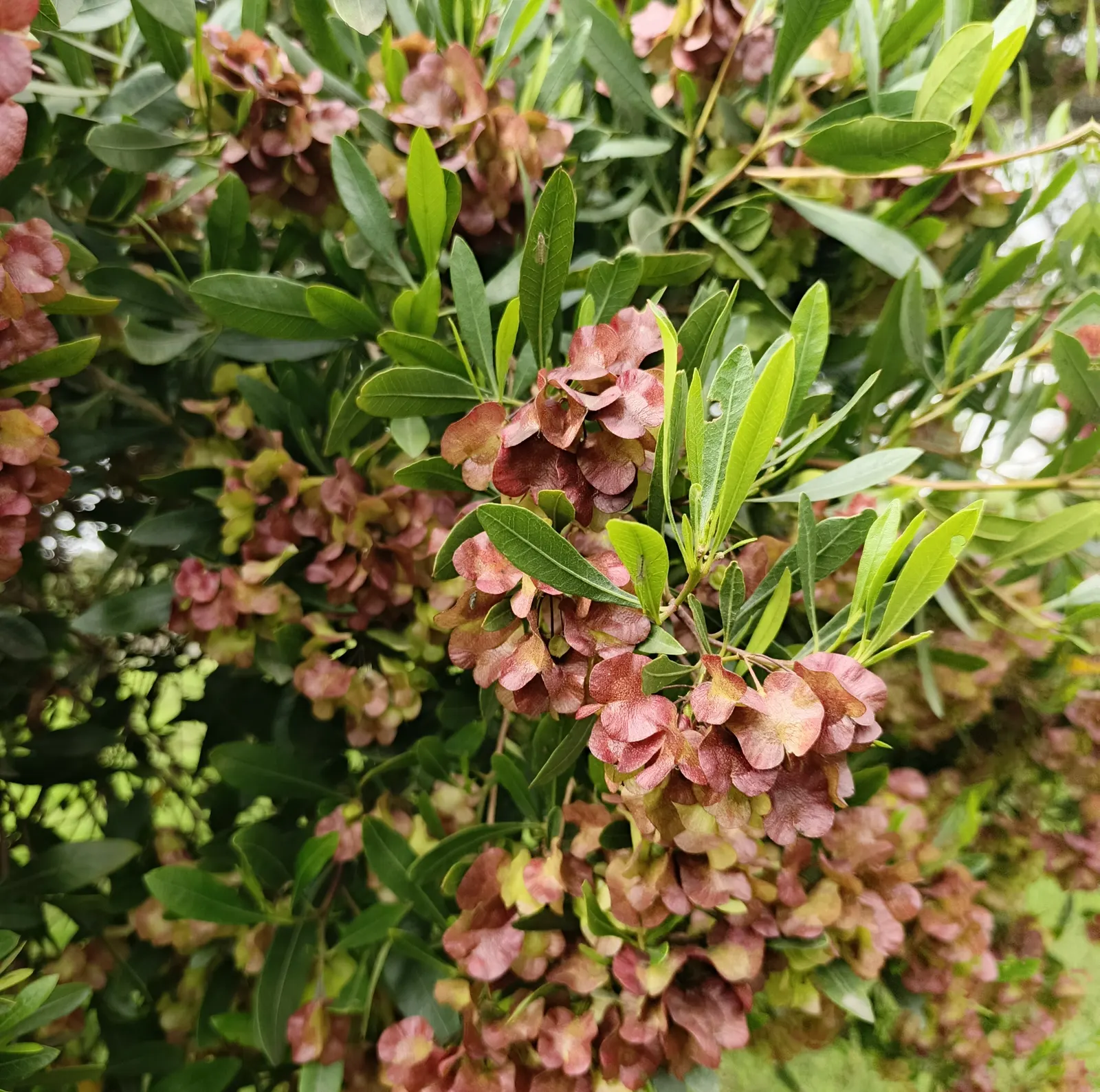 Green Hopseed Bush (Dodonaea Viscosa) — shrub for full or half; ensuring it is given ample space to flourish without overcrowding nearby plants