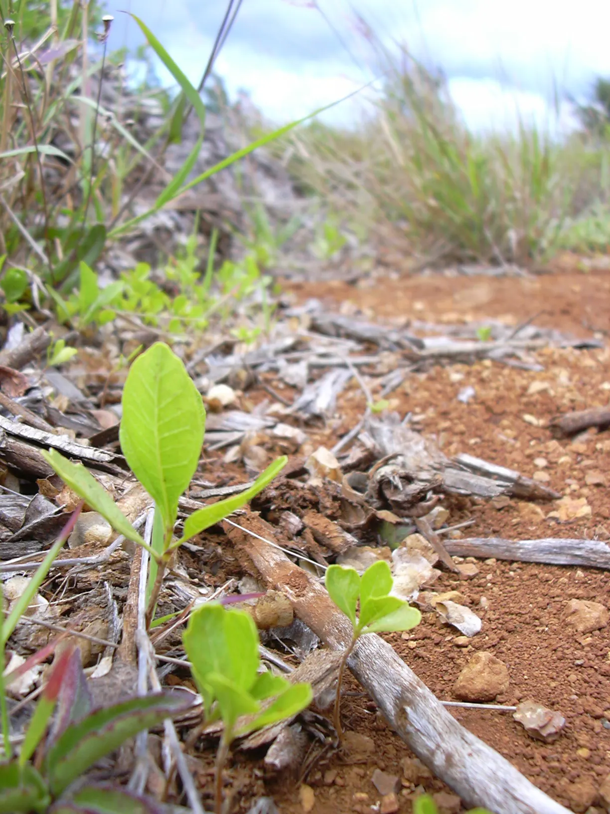 Green Hopseed Bush (Dodonaea Viscosa) — The Green Hopseed Bush (Dodonaea viscosa) is an enduring evergreen with a dense