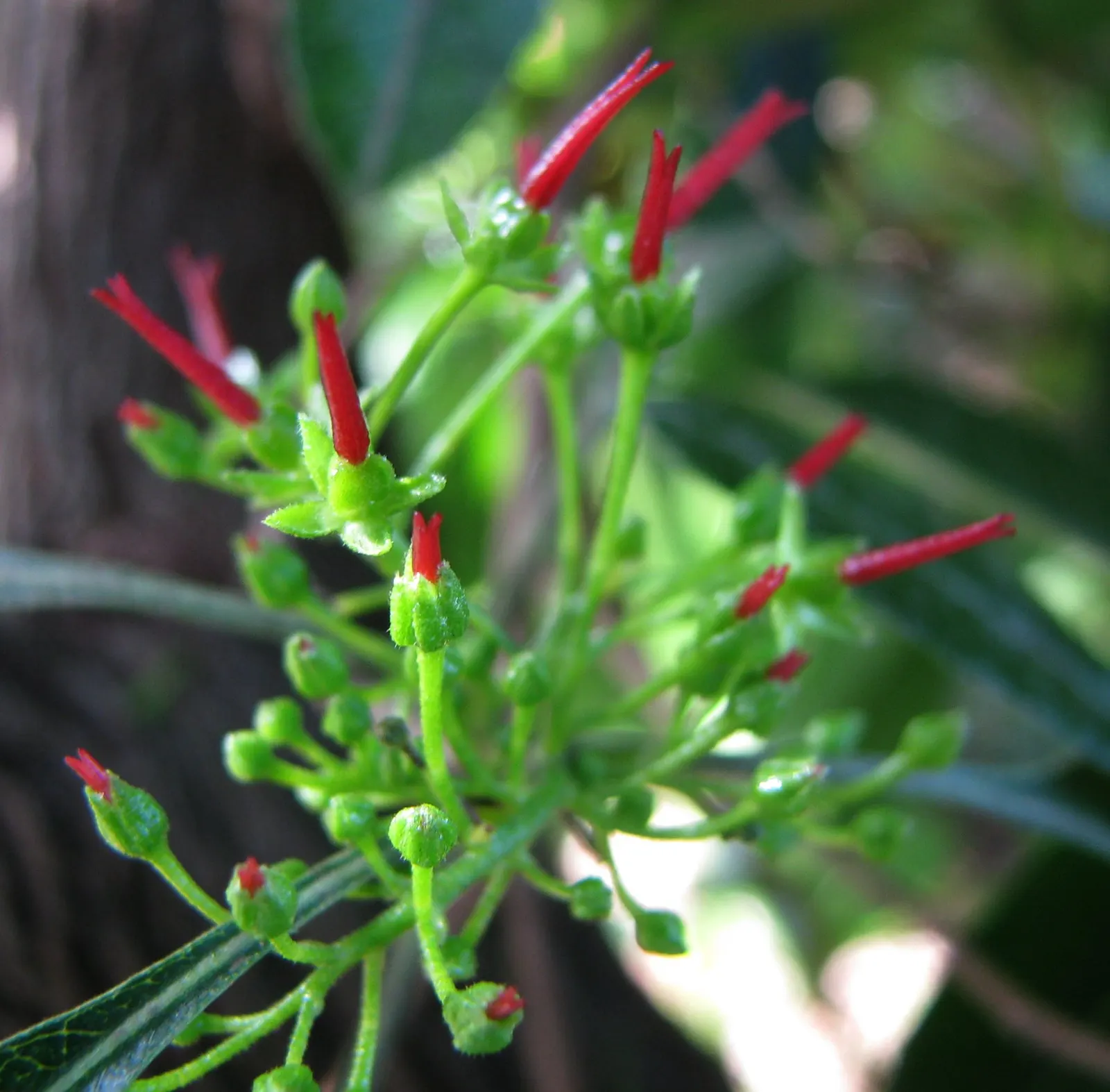 Green Hopseed Bush (Dodonaea Viscosa) — is an evergreen shrub that provides a lush; green and yellow flowers in the garden