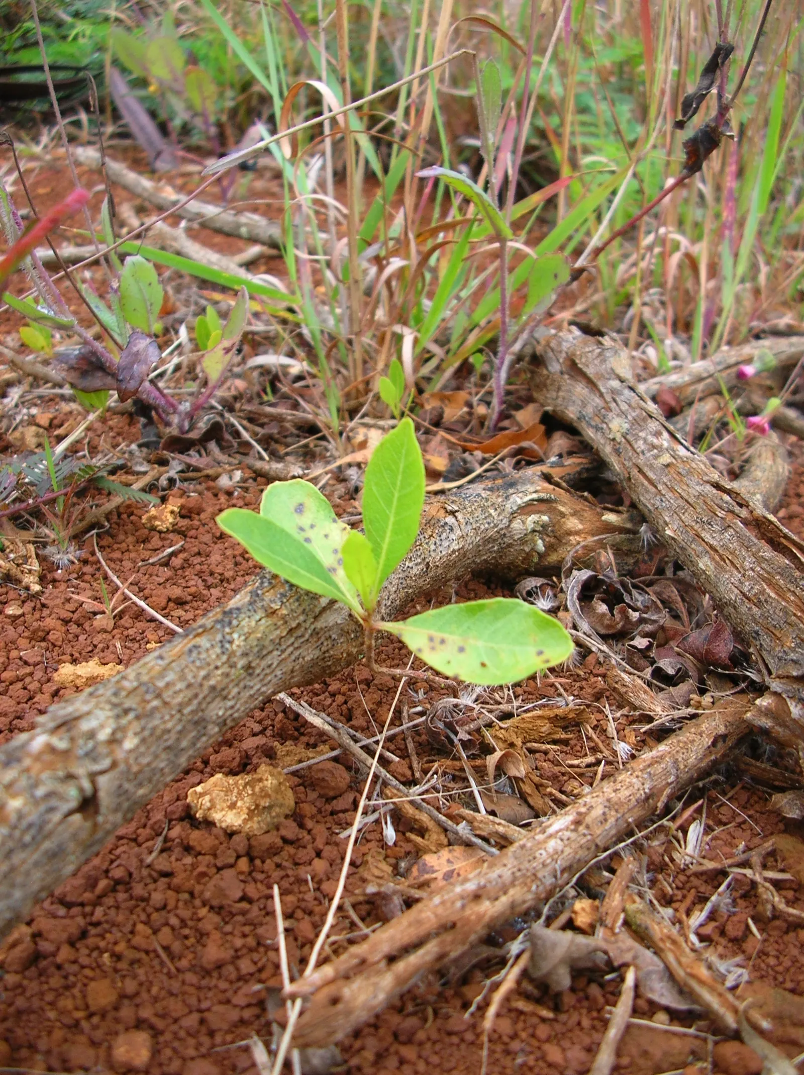 Green Hopseed Bush (Dodonaea Viscosa) — lance-shaped leaves that grow 3 to 4 inches long