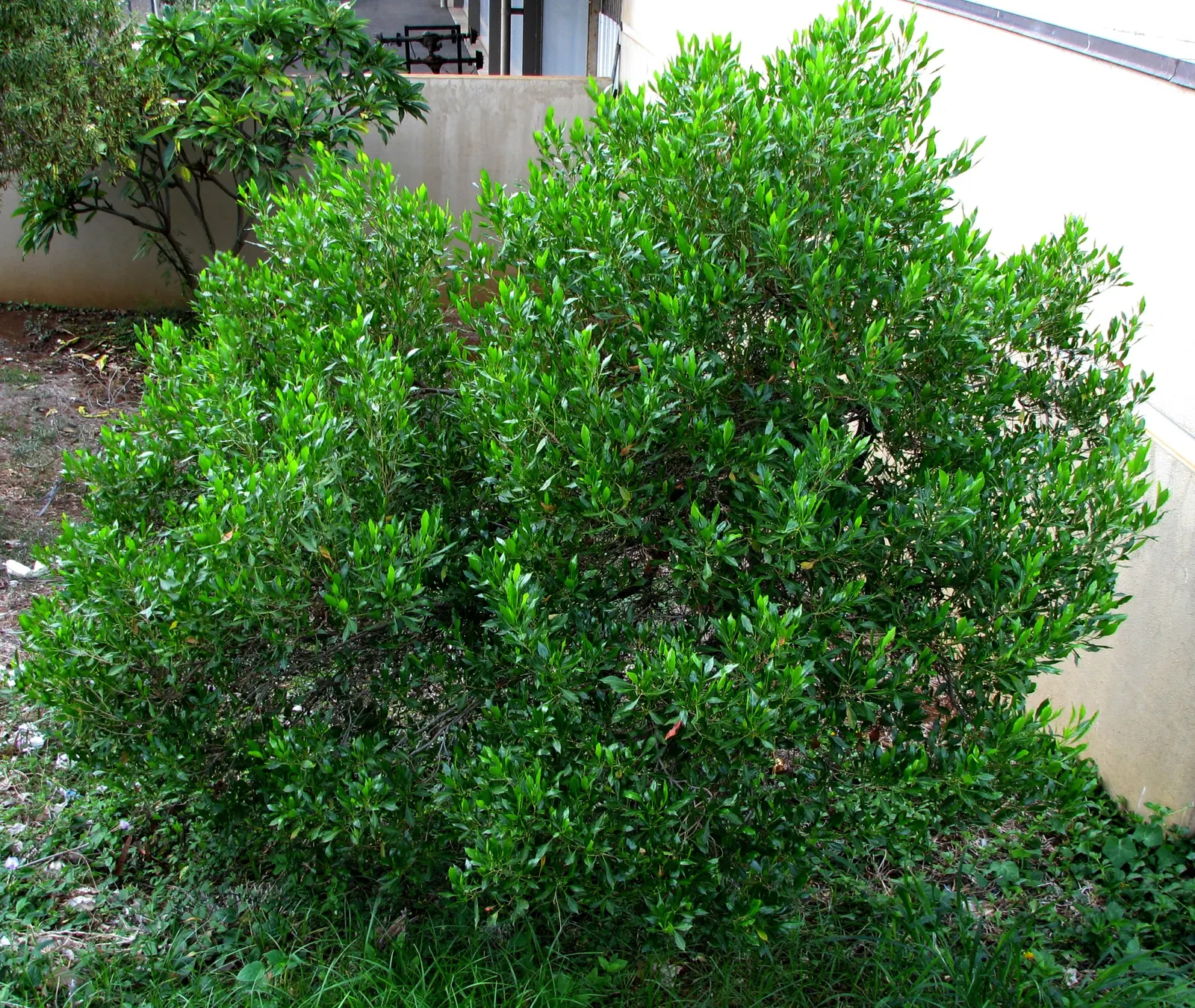 Green Hopseed Bush (Dodonaea Viscosa) — typically reaching a height of 10 to 12 feet with an approximate spread of 6 to 8 feet; lance-shaped leaves that grow 3