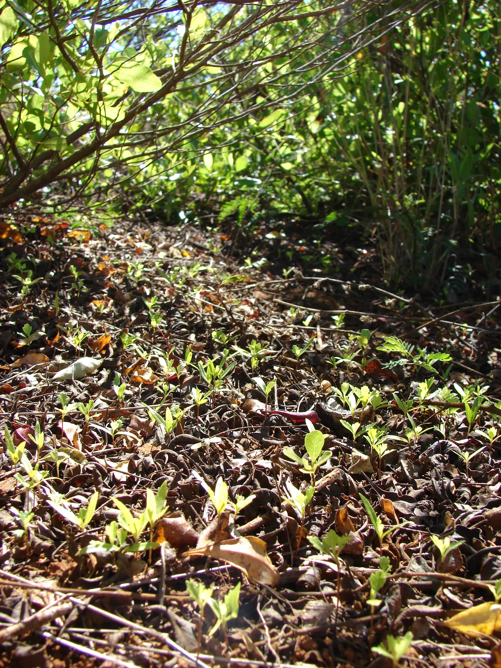Green Hopseed Bush (Dodonaea Viscosa) — scientifically known as Dodonaea viscosa; inconspicuous flowers may appear in spring or summer, image 54