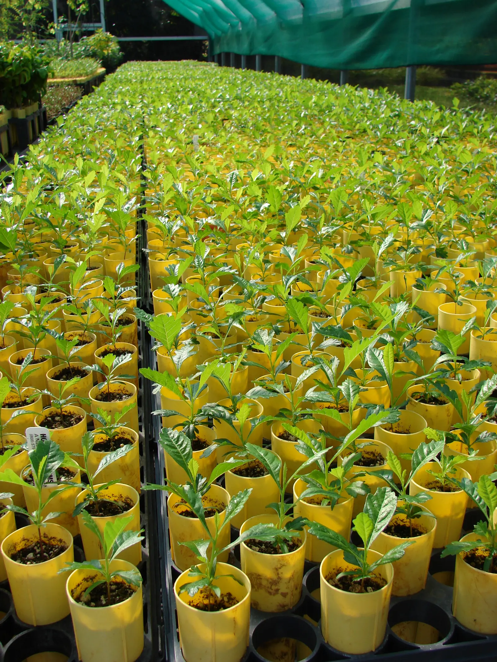 Green Hopseed Bush (Dodonaea Viscosa) — scientifically known as Dodonaea viscosa